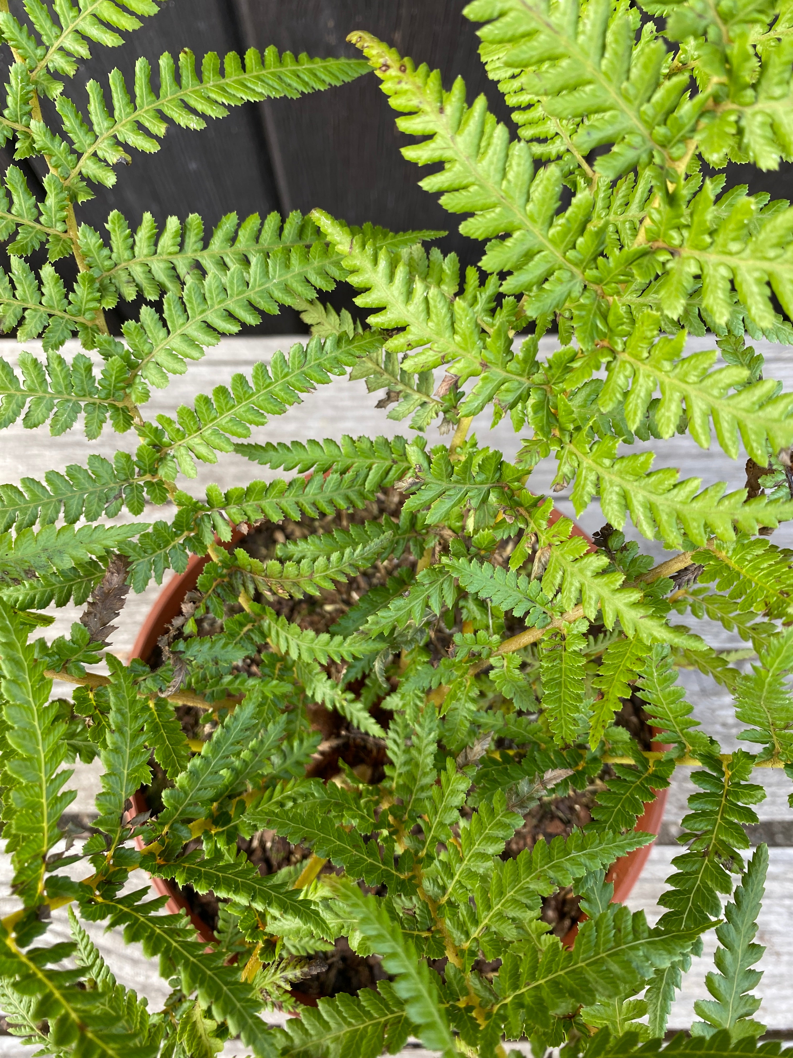 Dicksonia antarctica - Antarktischer Baumfarn aus Freilandzucht