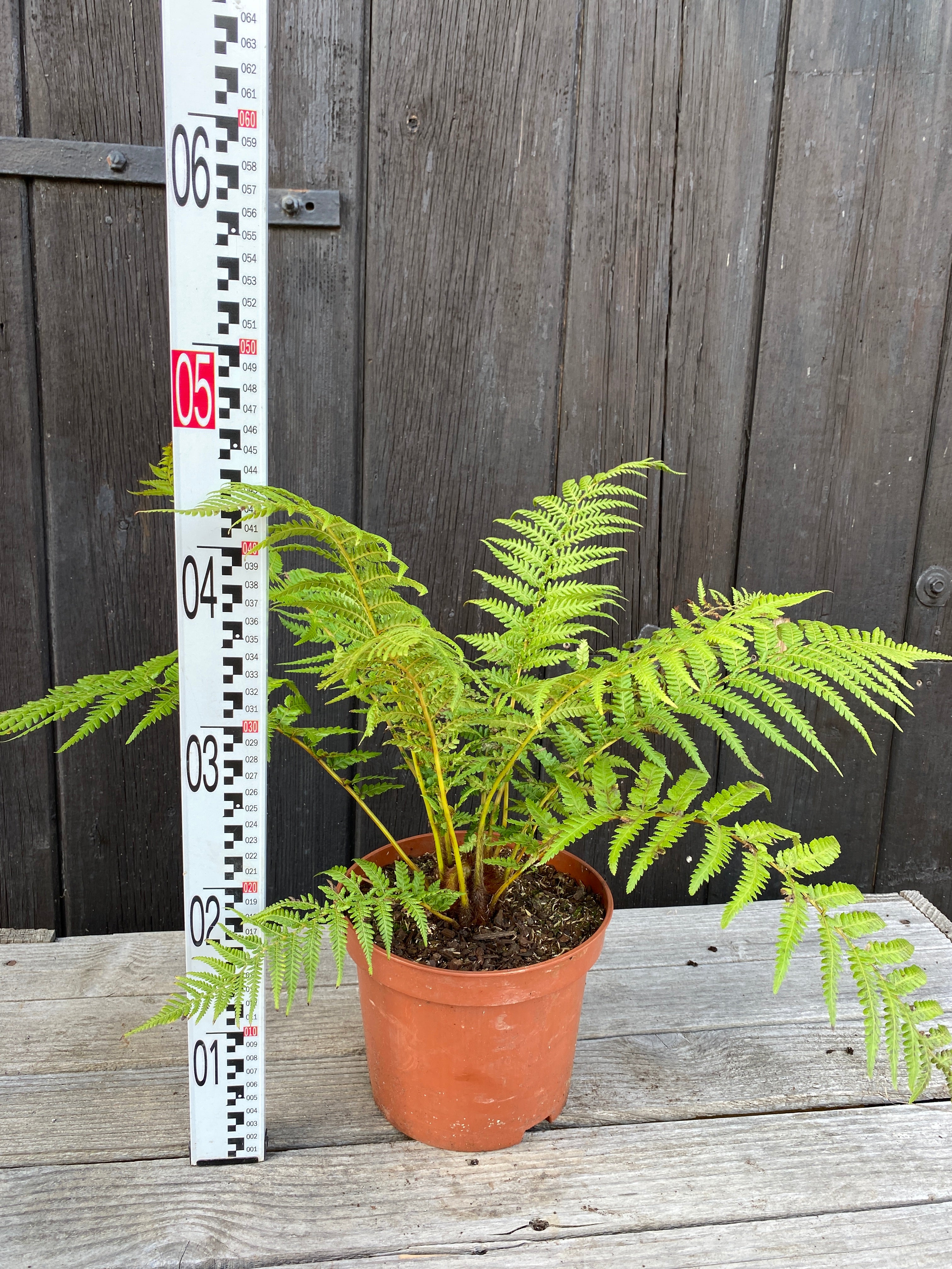 Dicksonia antarctica - Antarktischer Baumfarn aus Freilandzucht