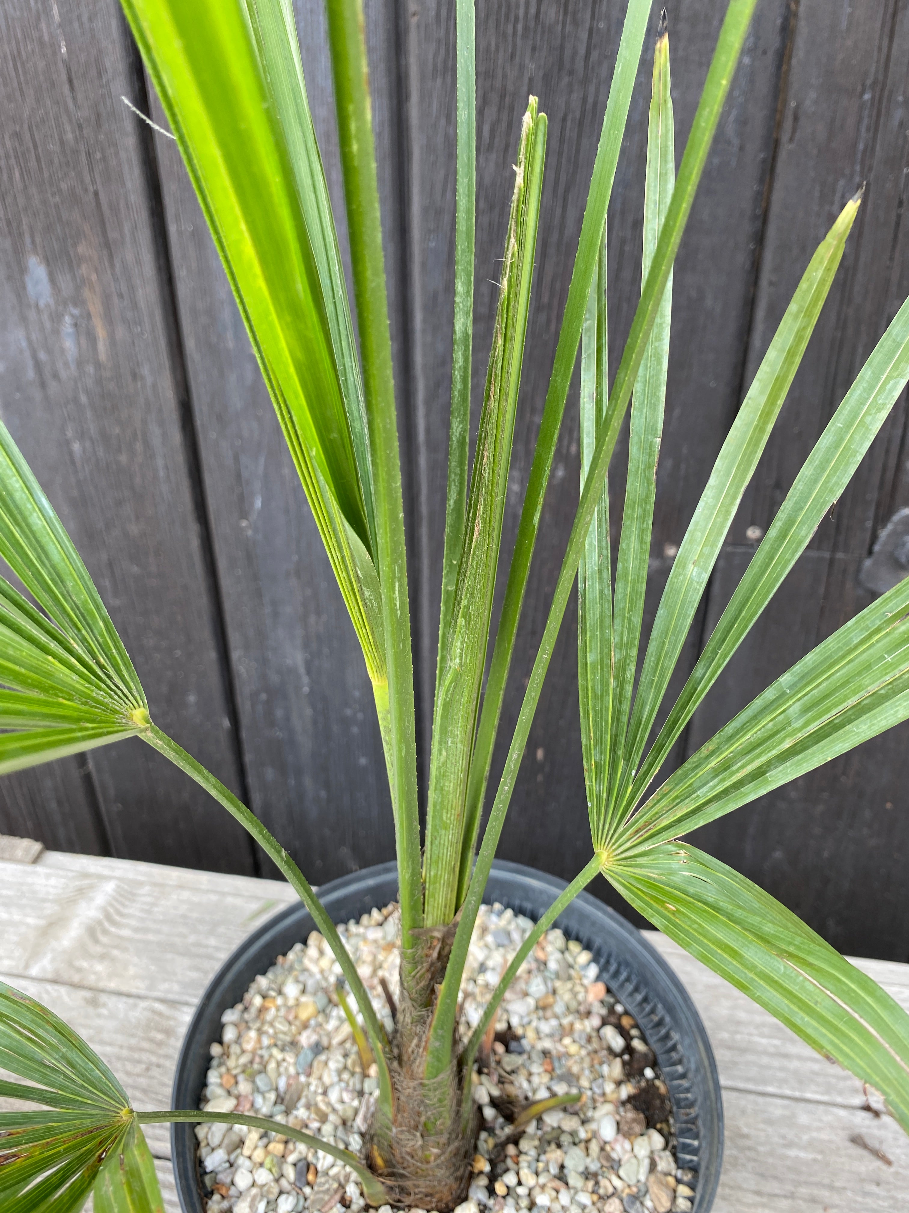 Trachycarpus &