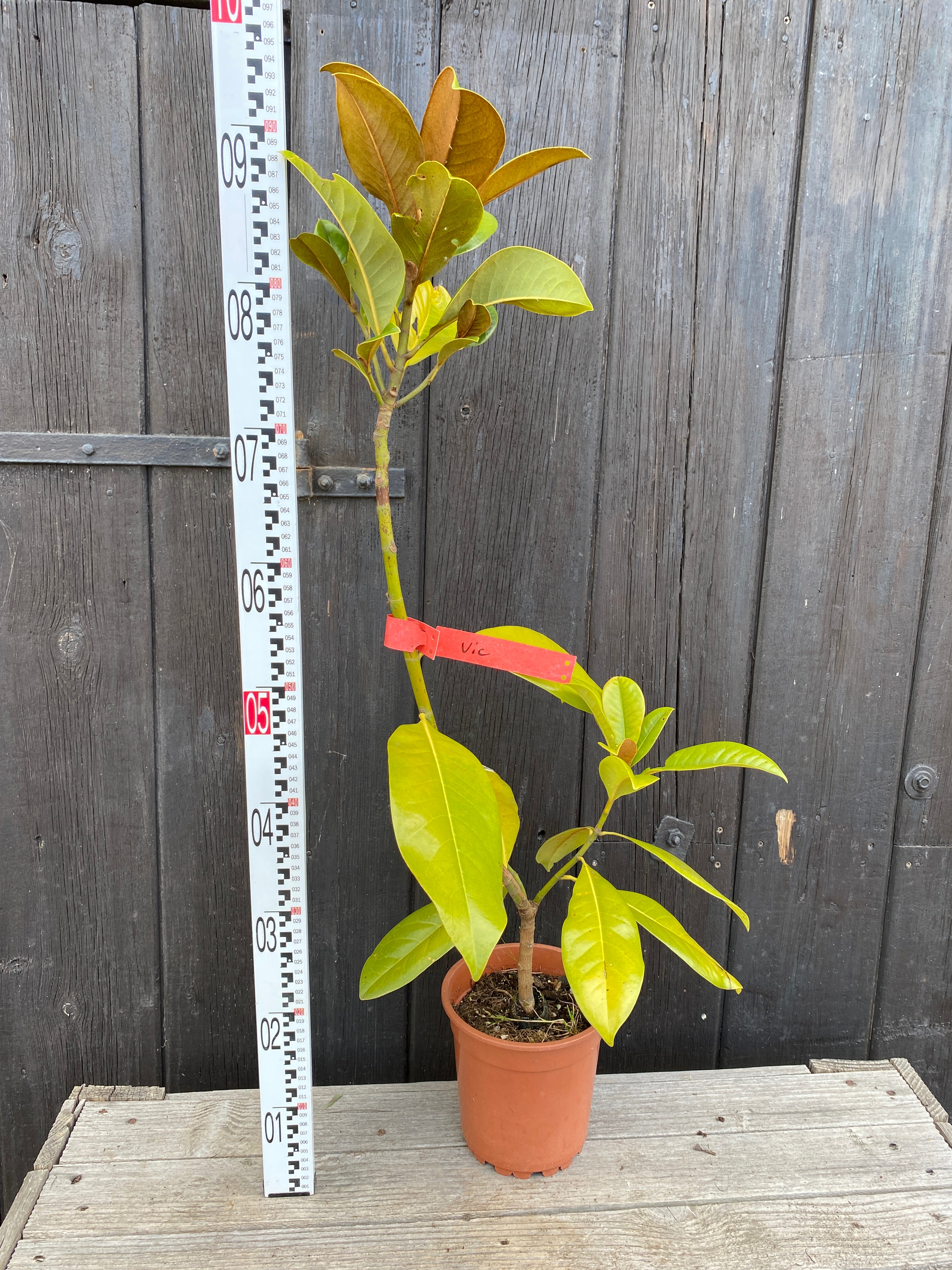 Magnolia grandiflora - Immergrüne Magnolie