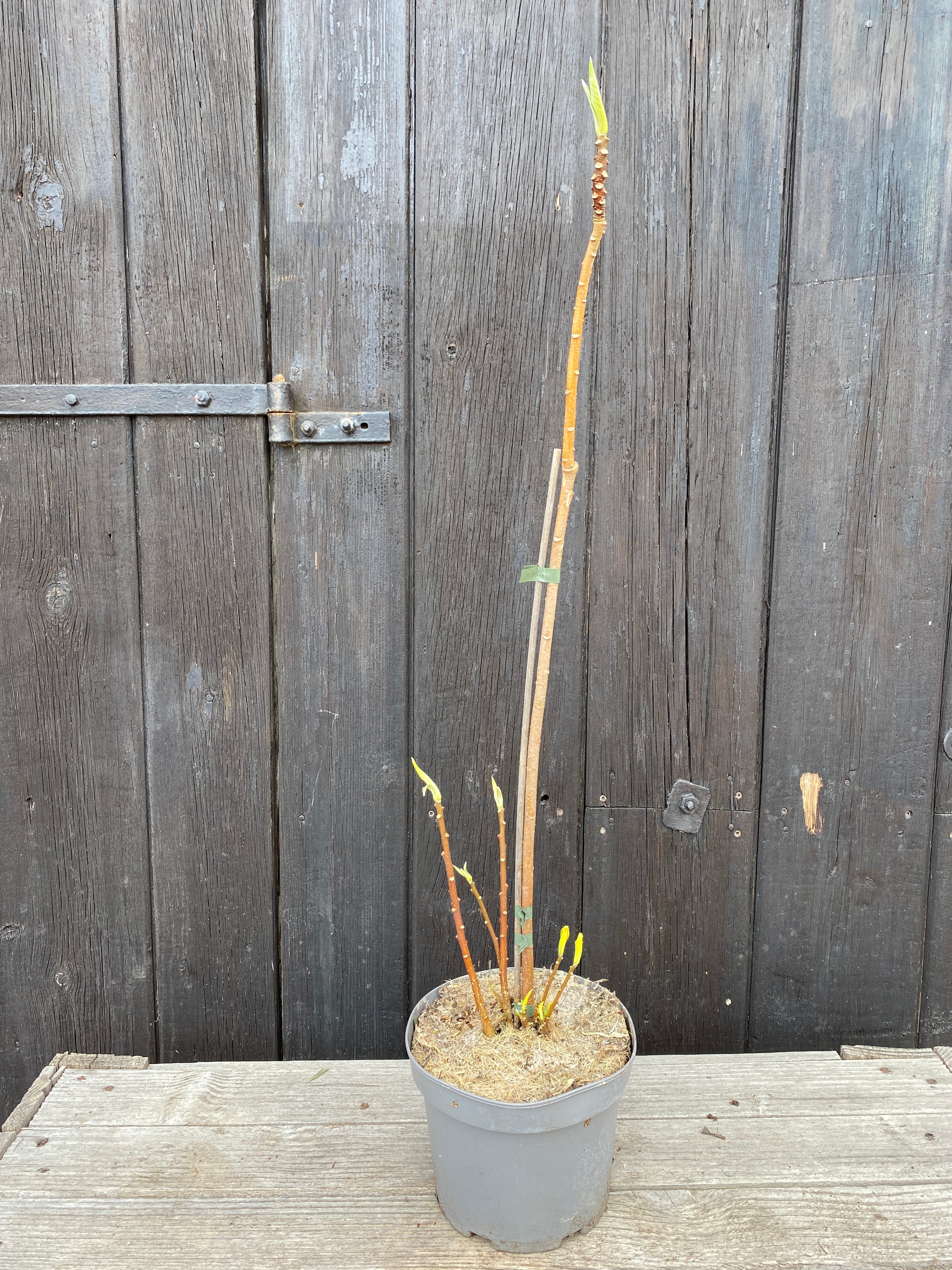 Edgeworthia chrysantha &