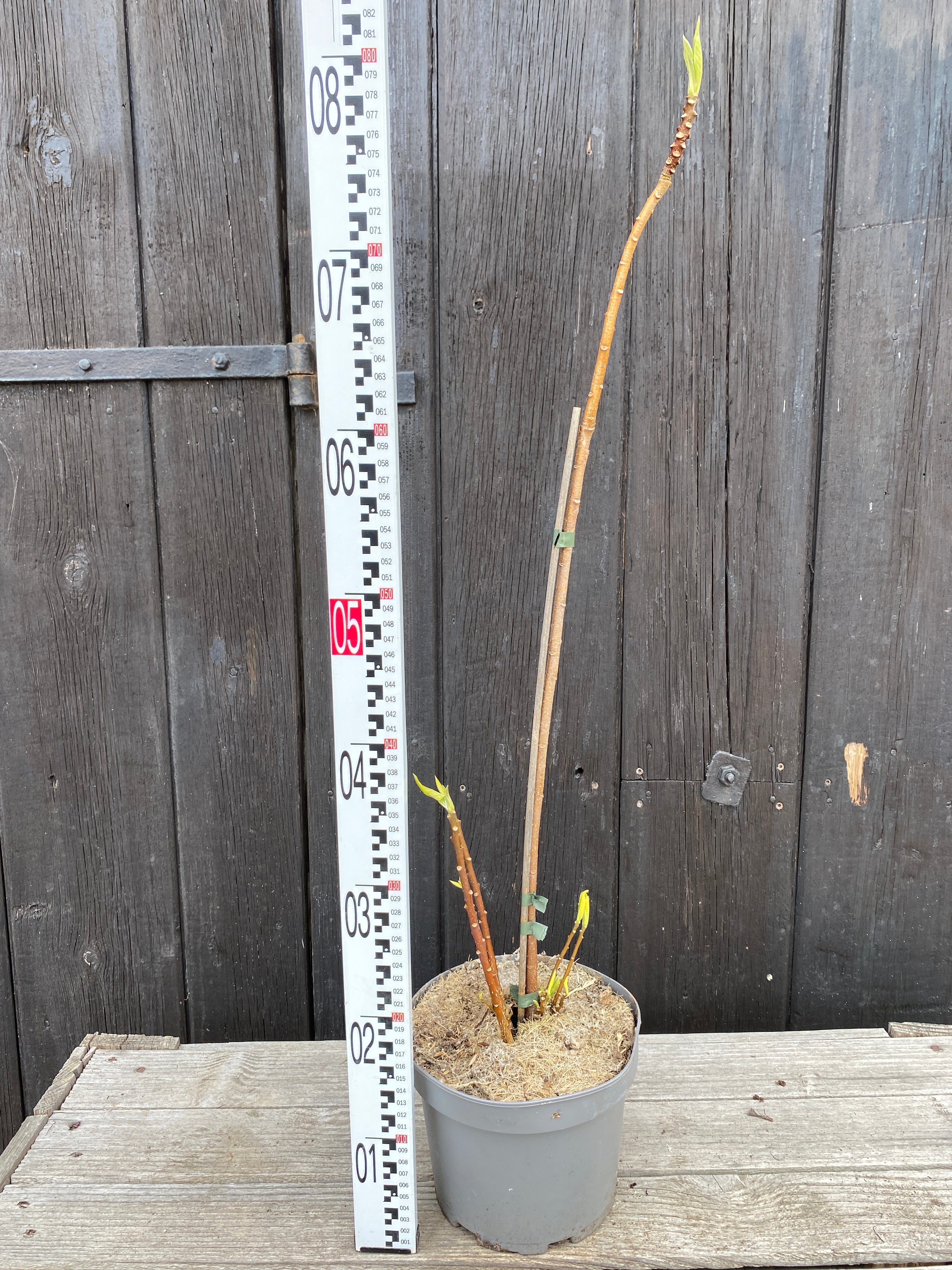 Edgeworthia chrysantha &