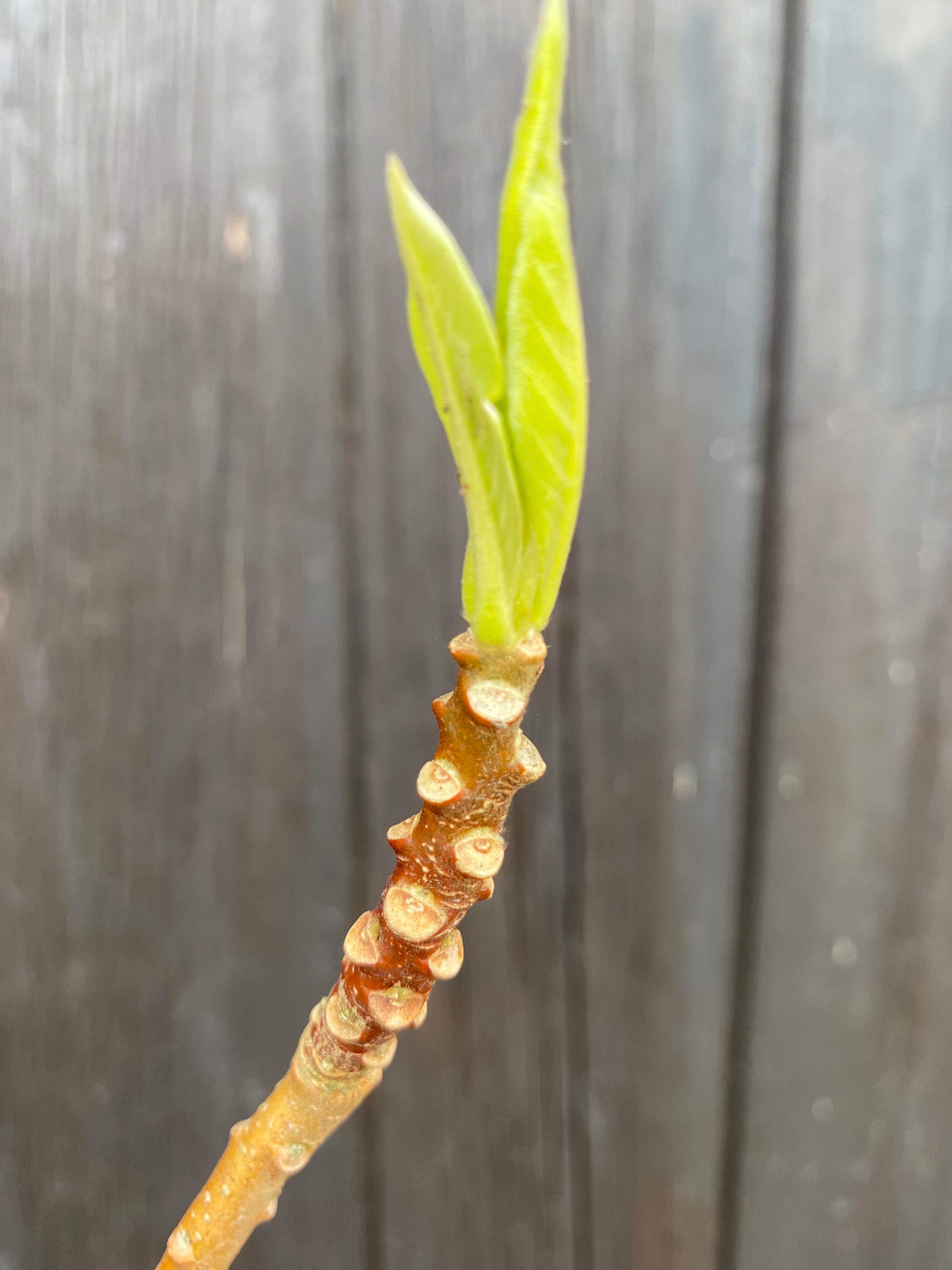 Edgeworthia chrysantha &