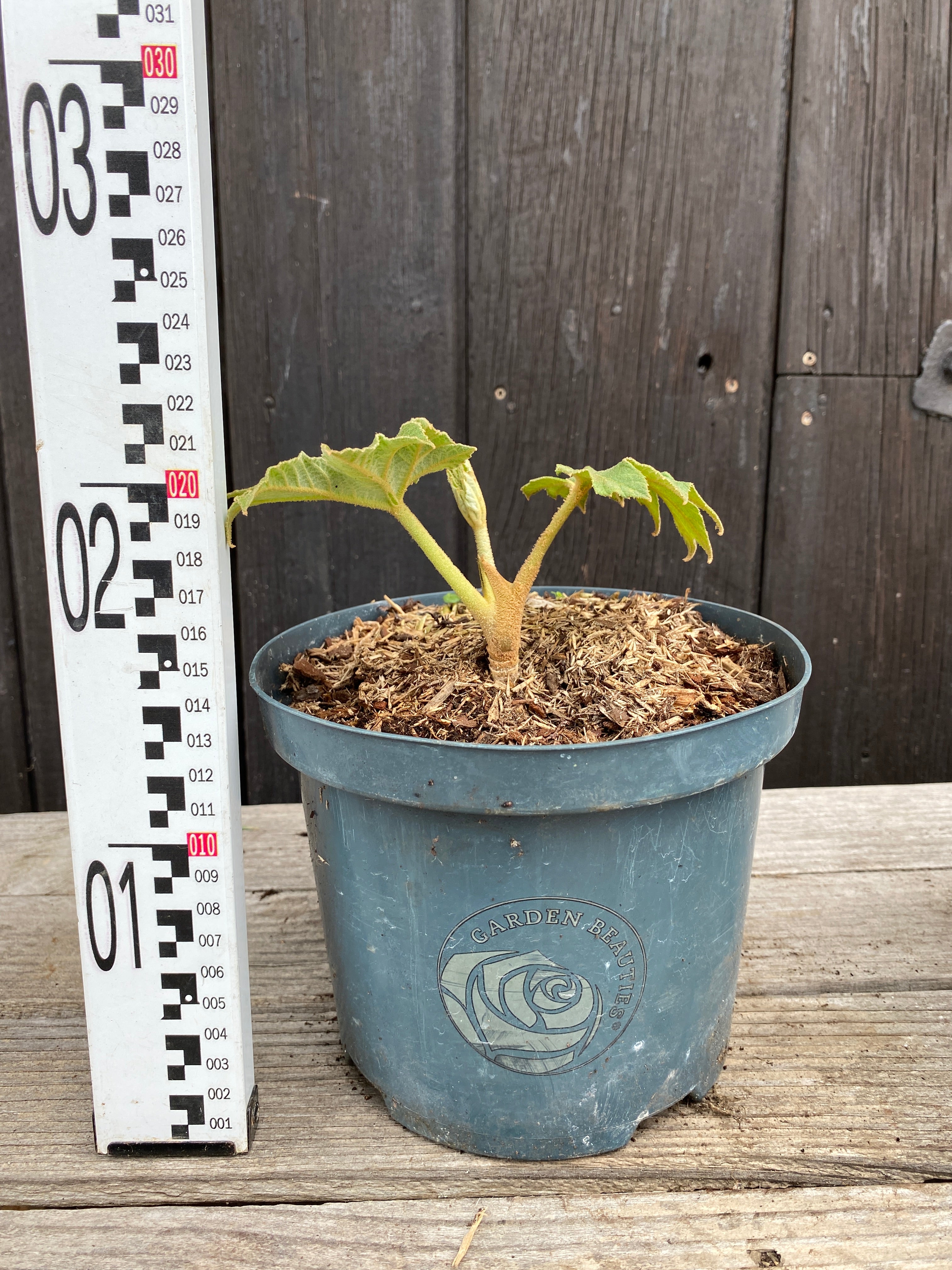 Tetrapanax papyrifer - Reispapierbaum