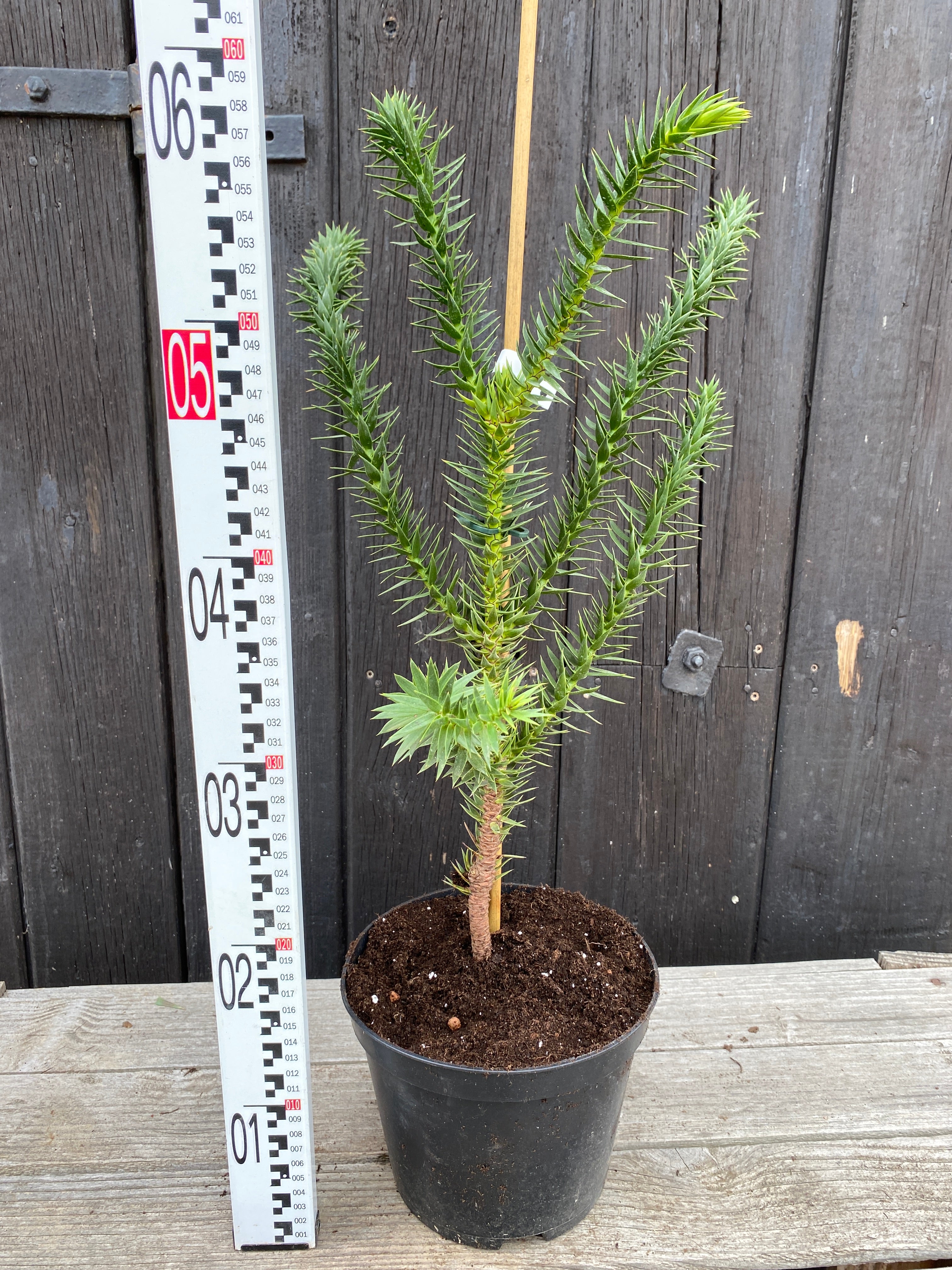 Araucaria araucana - Chilenische Araukarie