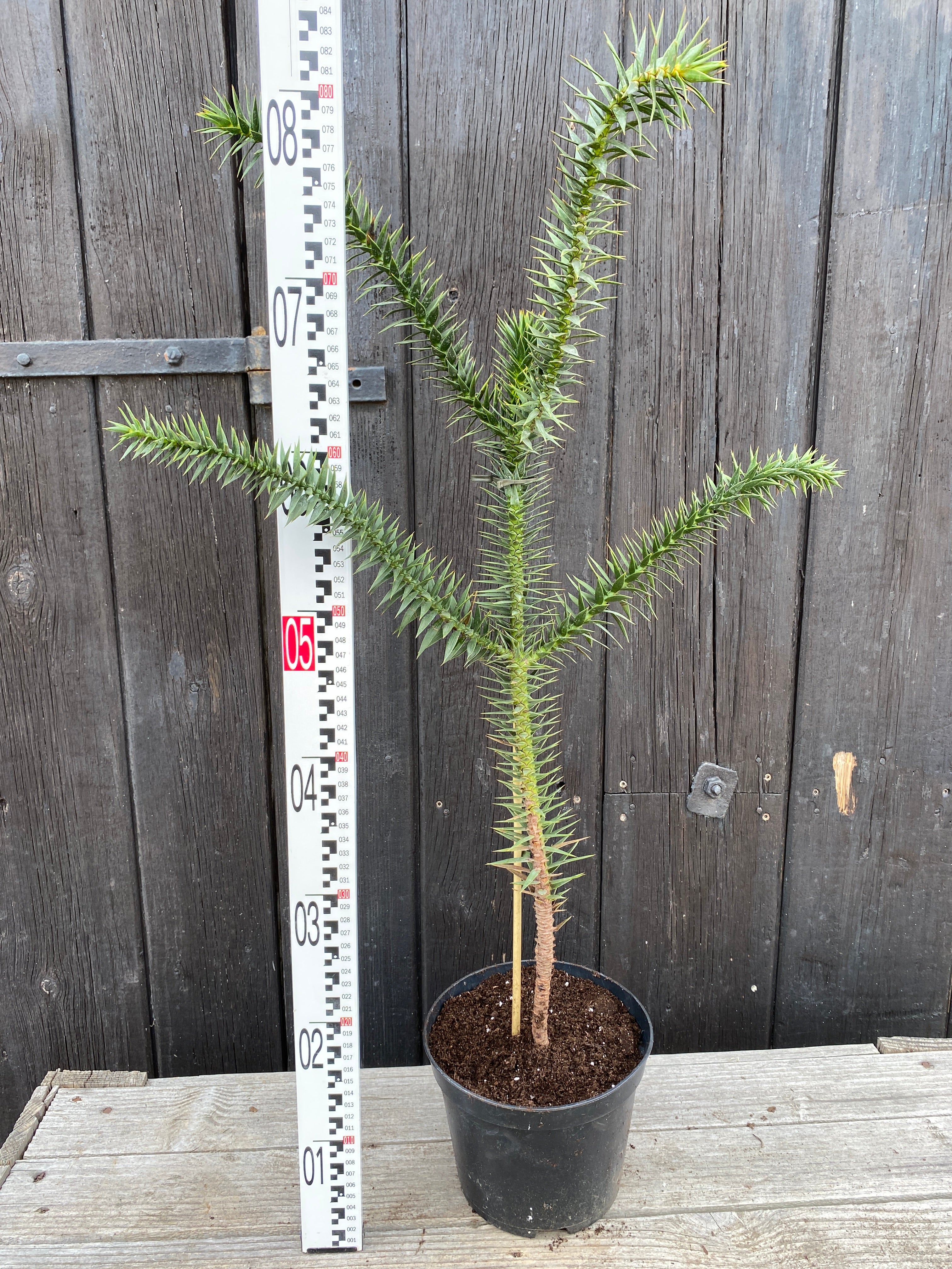 Araucaria araucana - Chilenische Araukarie