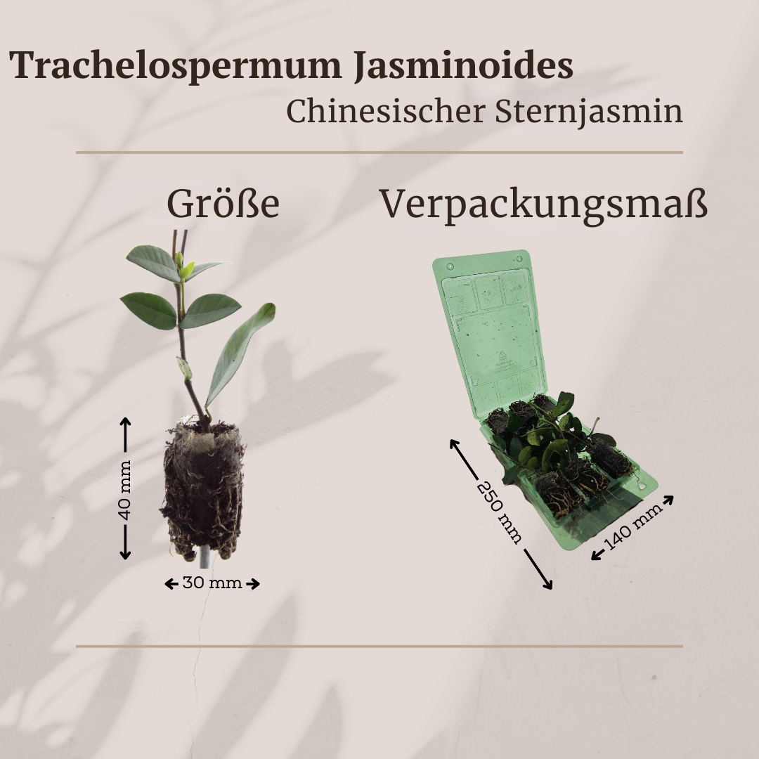 Trachelospermum jasminoides - Chinesischer Sternjasmin Setzlinge im 6er-Set