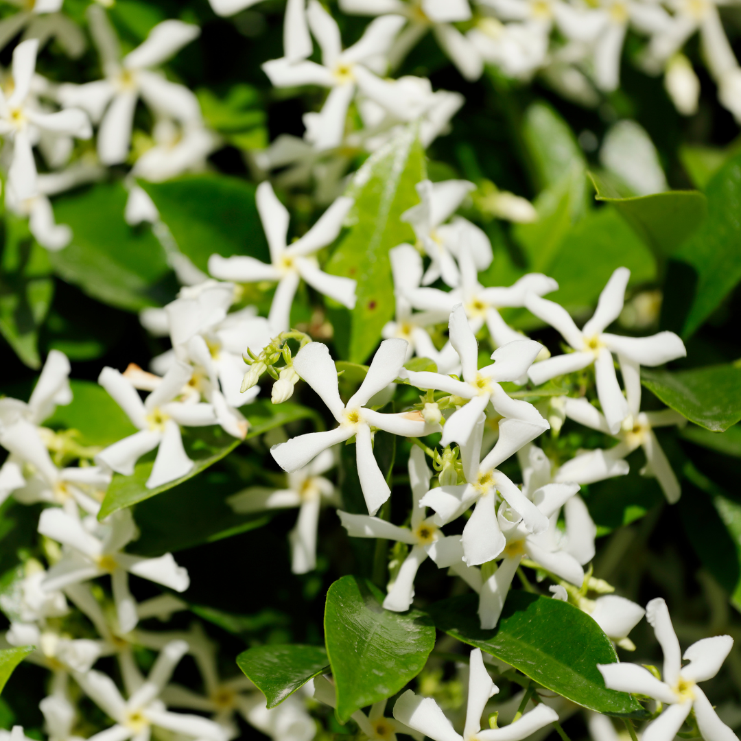 Trachelospermum jasminoides - Chinesischer Sternjasmin Setzlinge im 6er-Set