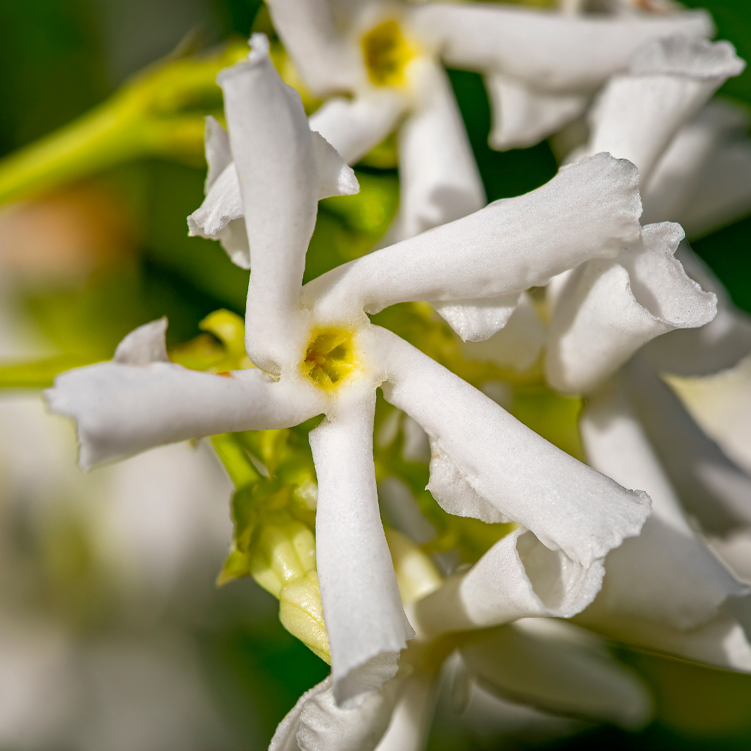 Trachelospermum jasminoides - Chinesischer Sternjasmin Setzlinge im 6er-Set