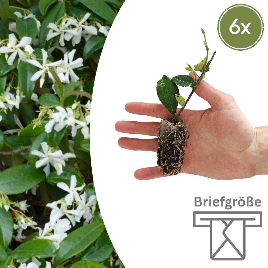 Trachelospermum jasminoides - Chinesischer Sternjasmin Setzlinge im 6er-Set