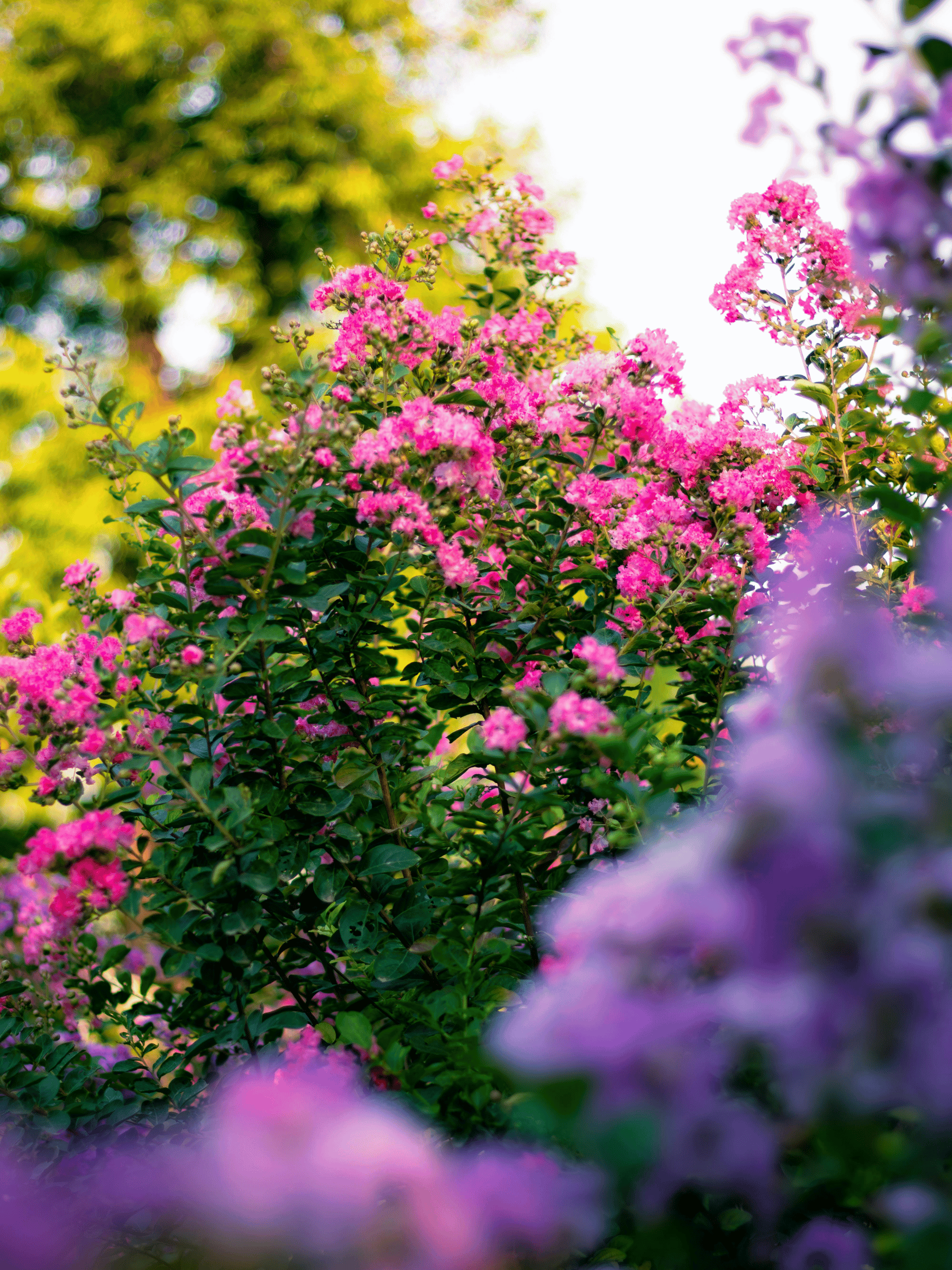 Lagerstroemia indica ‘Turenne’ - Kräuselmyrte, Kreppmyrte