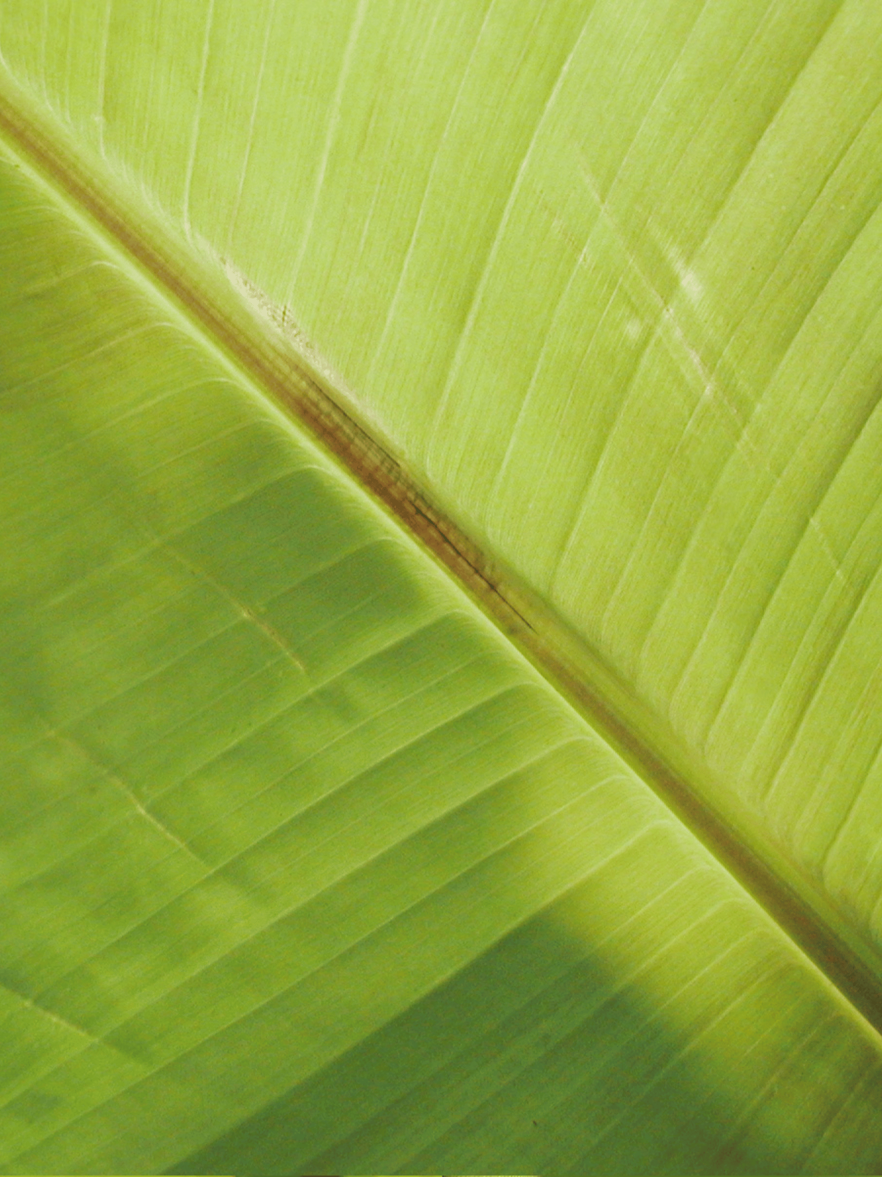 Musa sikkimensis - Darjeeling-Banane