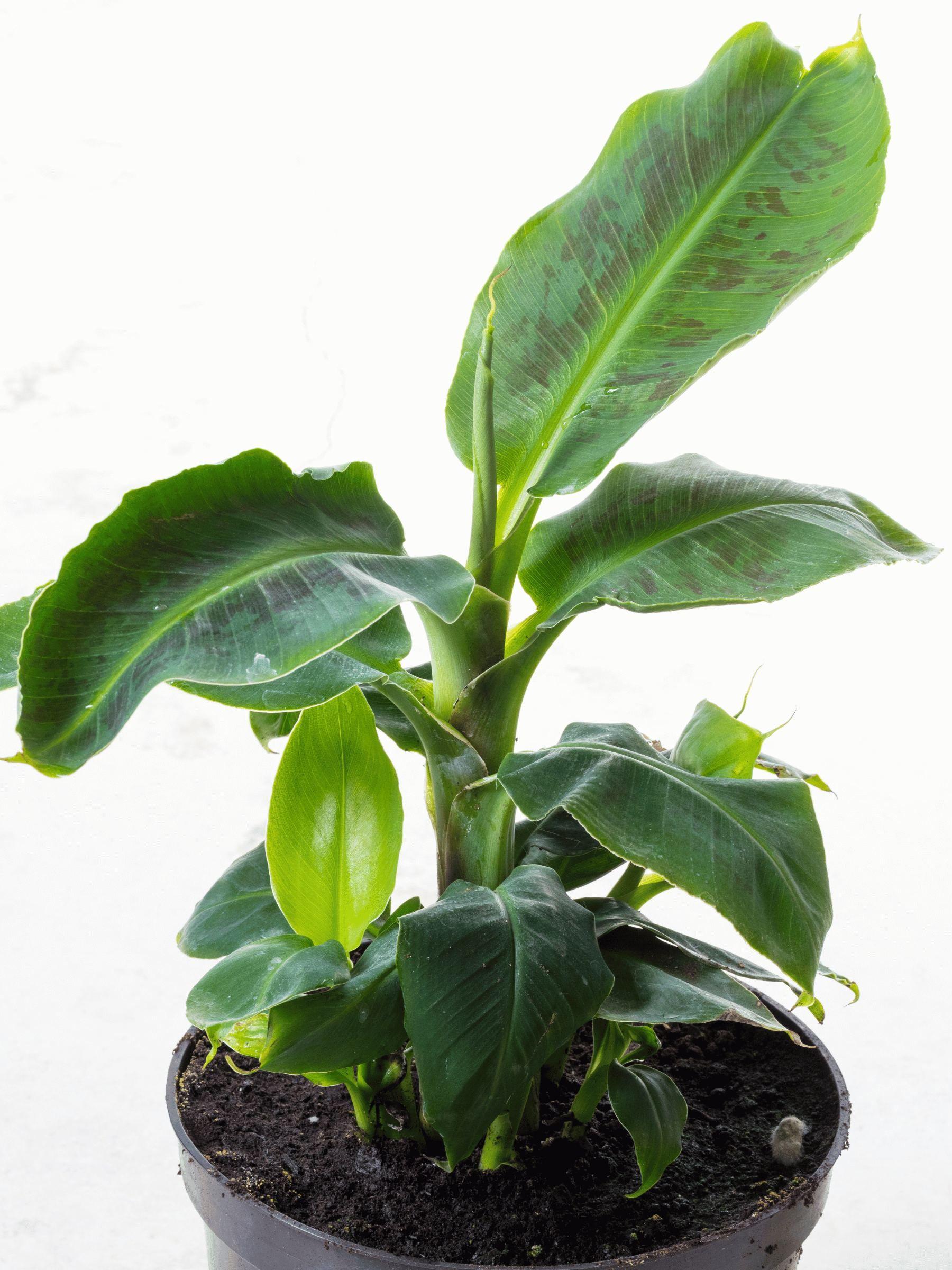 Musa sikkimensis 'Red Tiger' - Winterharte Darjeeling-Banane