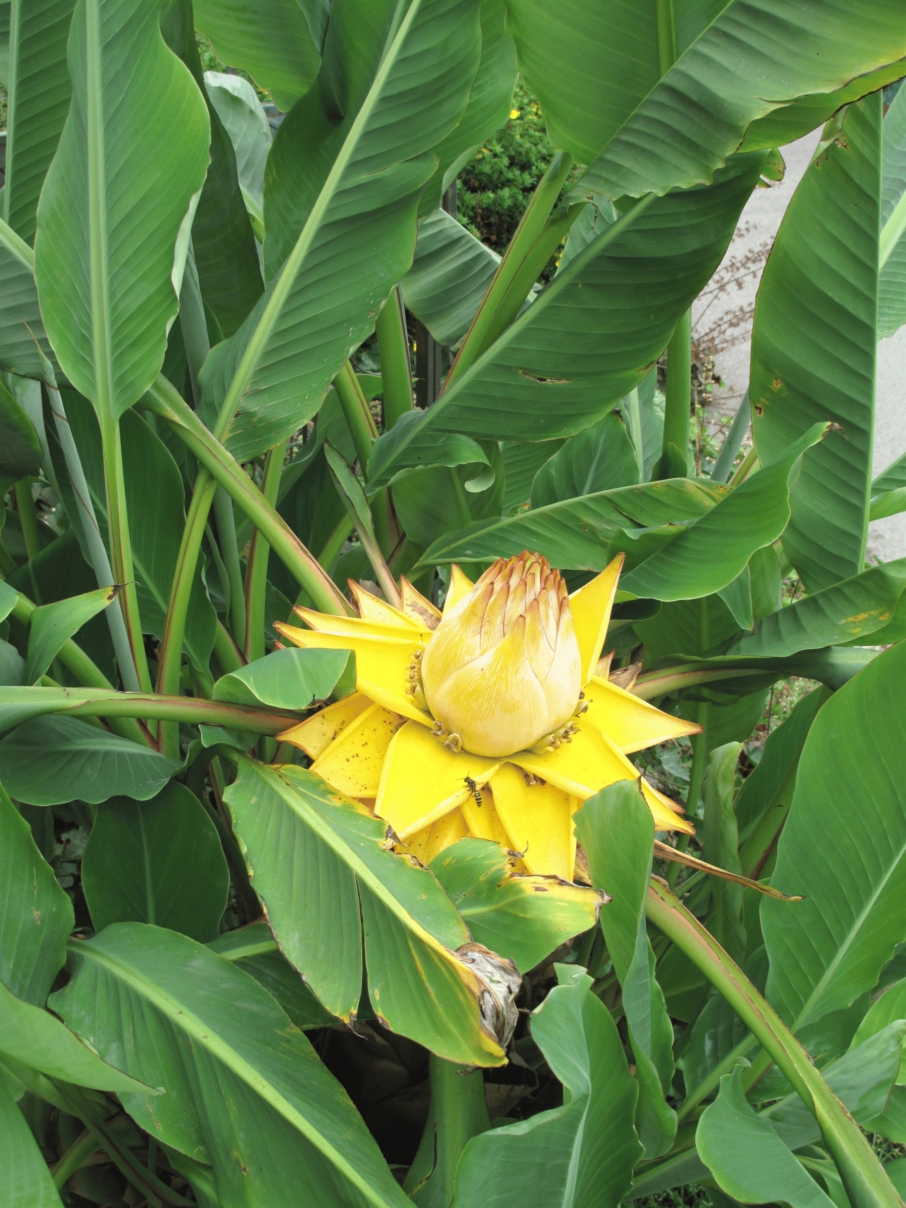 Musella lasiocarpa - Chinesische Zwergbanane, Goldene Lotusbanane aus Freilandzucht
