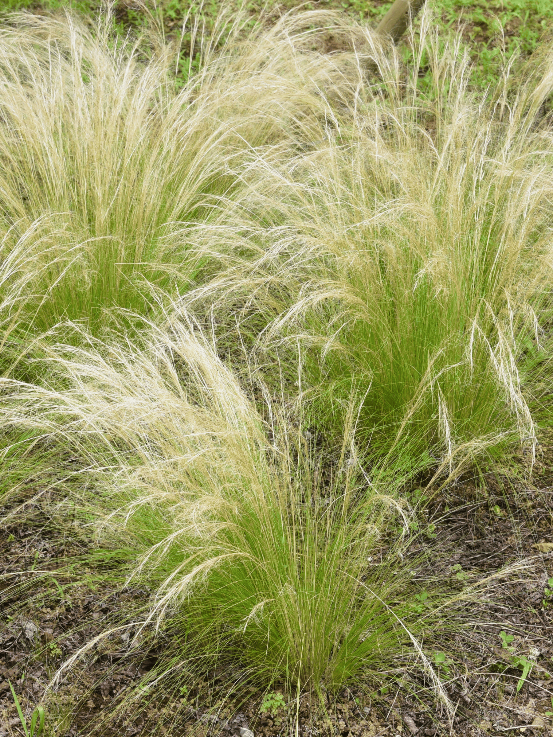 Nasella tenuissima - Zartes Federgras, Engelhaar aus Freilandzucht
