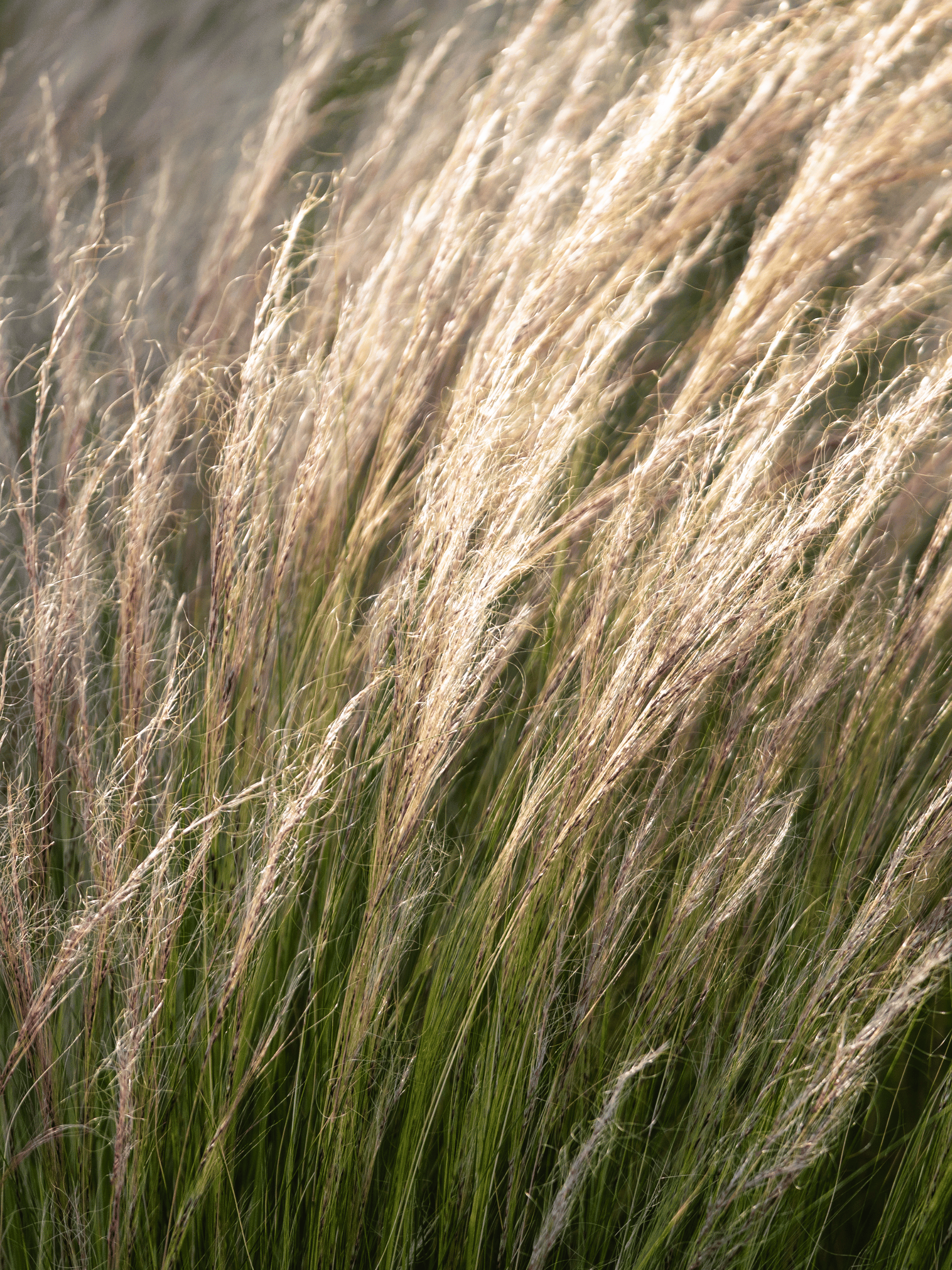 Nasella tenuissima - Zartes Federgras, Engelhaar aus Freilandzucht