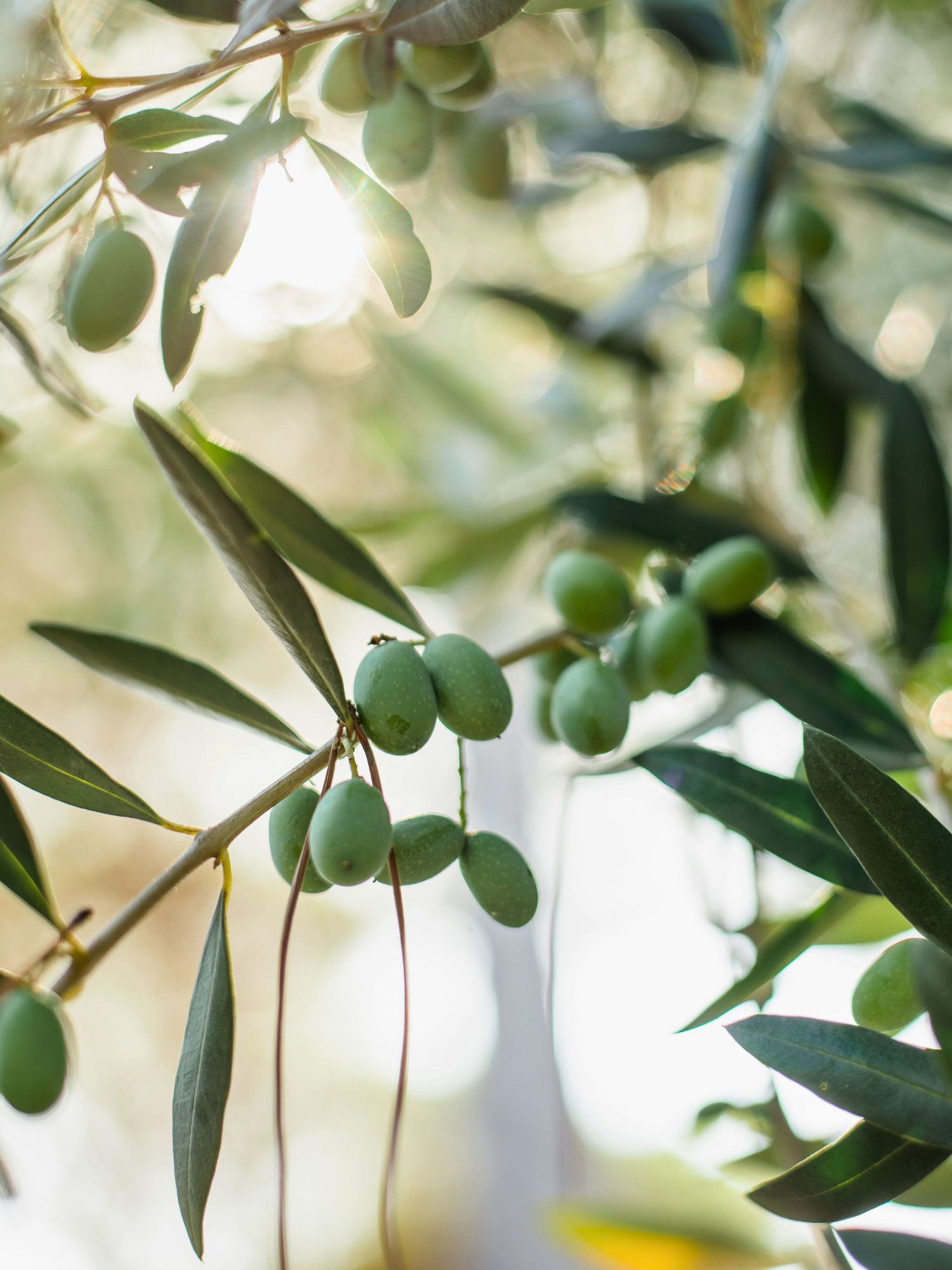 Olea europea - Olivenbaum, Ölbaum aus Freilandzucht