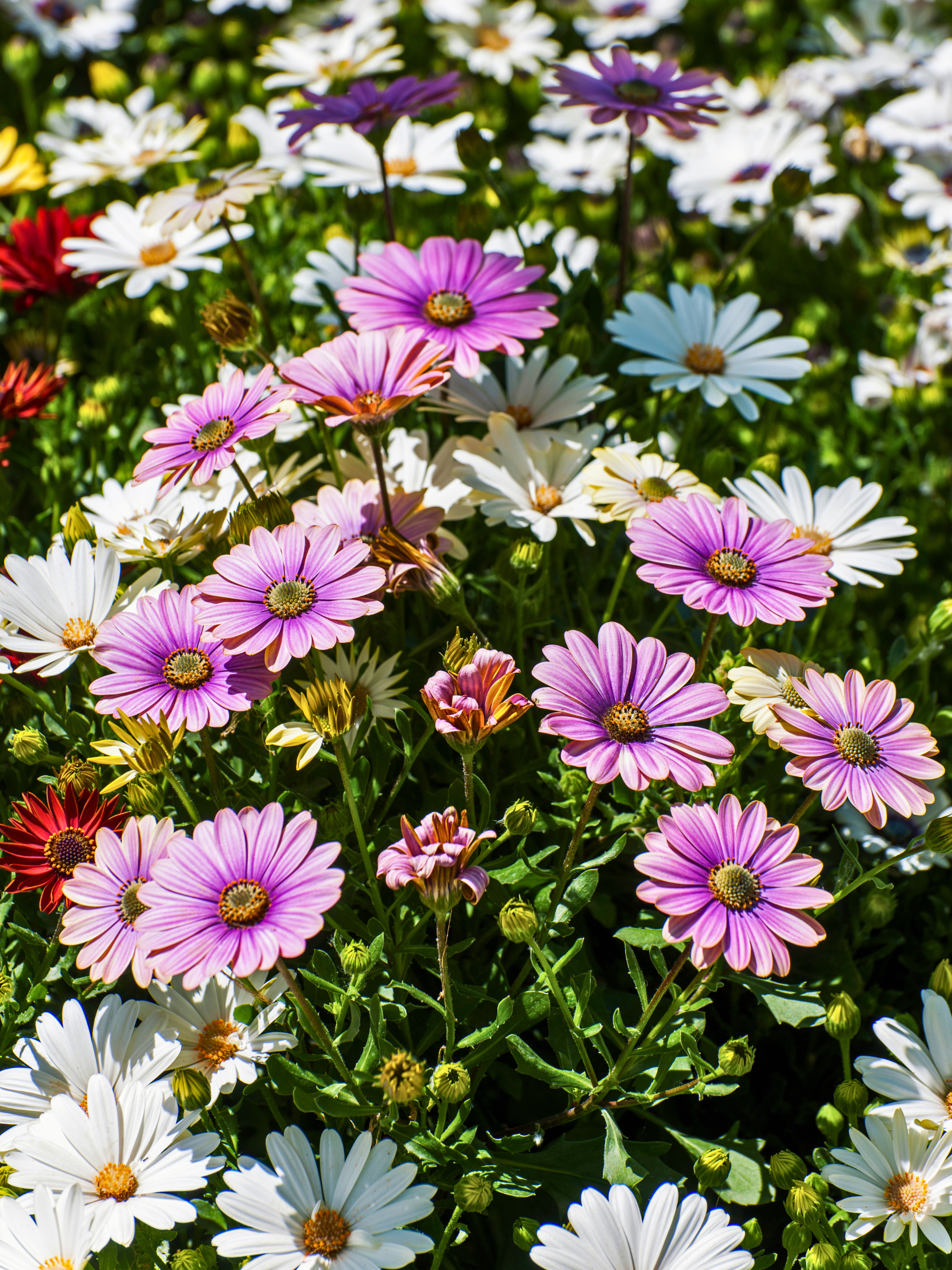 Osteospermum ecklonis - Kapkörbchen, Bornholmmargerite
