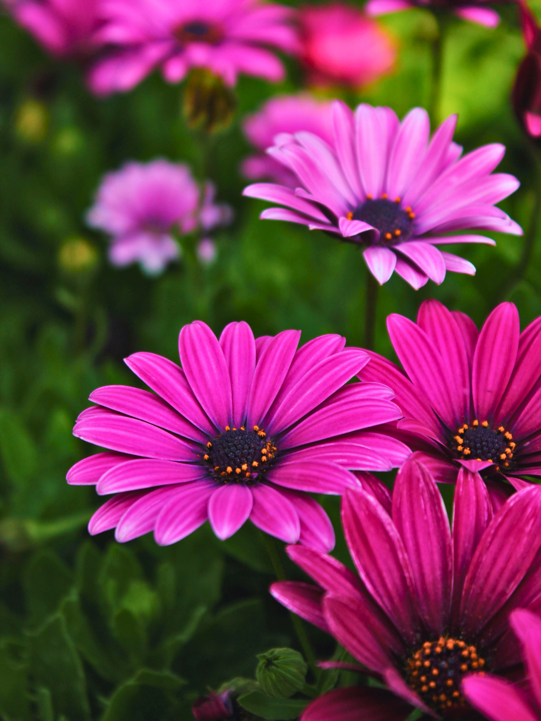 Osteospermum ecklonis - Kapkörbchen, Bornholmmargerite
