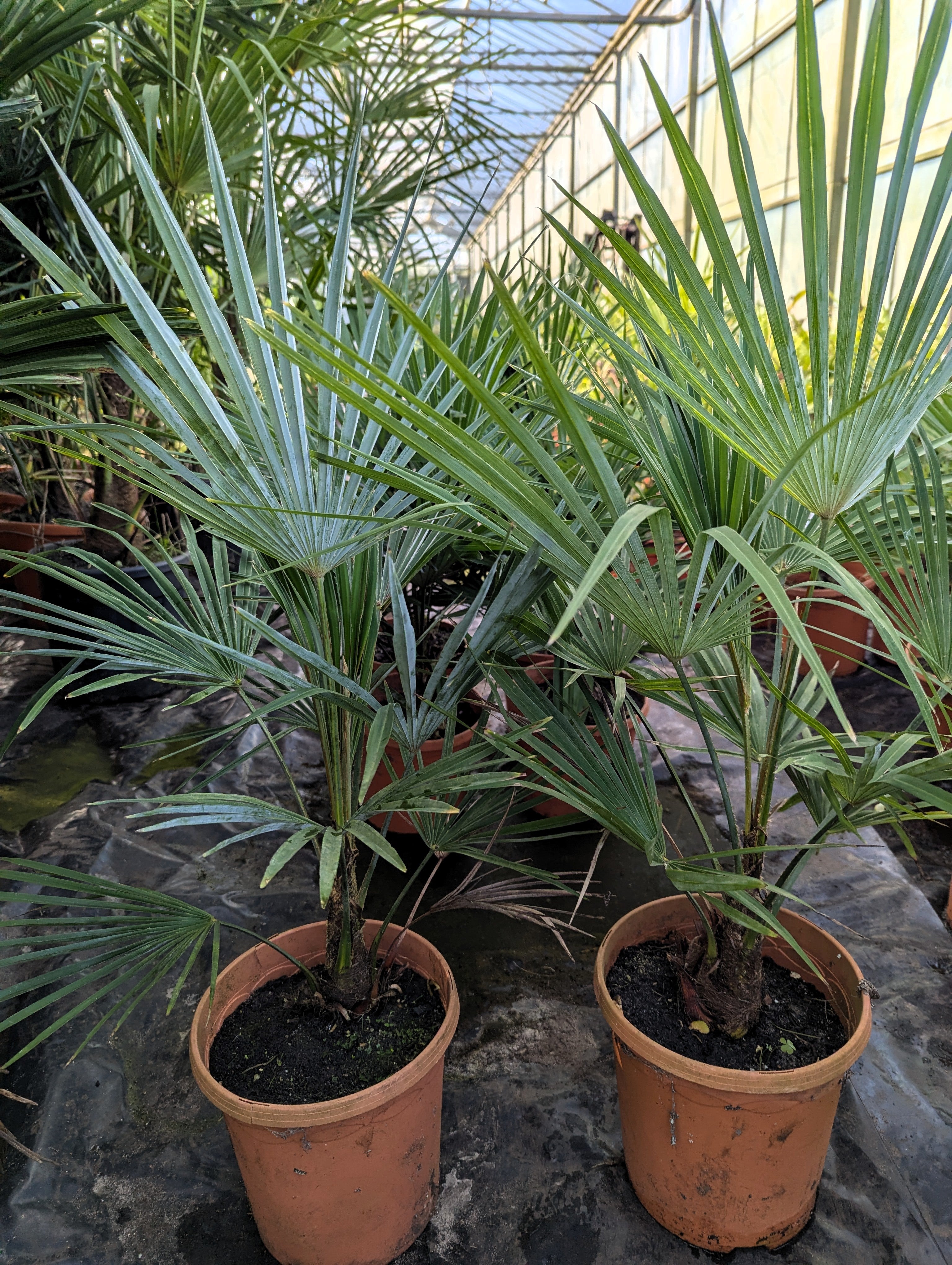 Trachycarpus Princeps × Wagnerianus - Hybride Hanfpalme