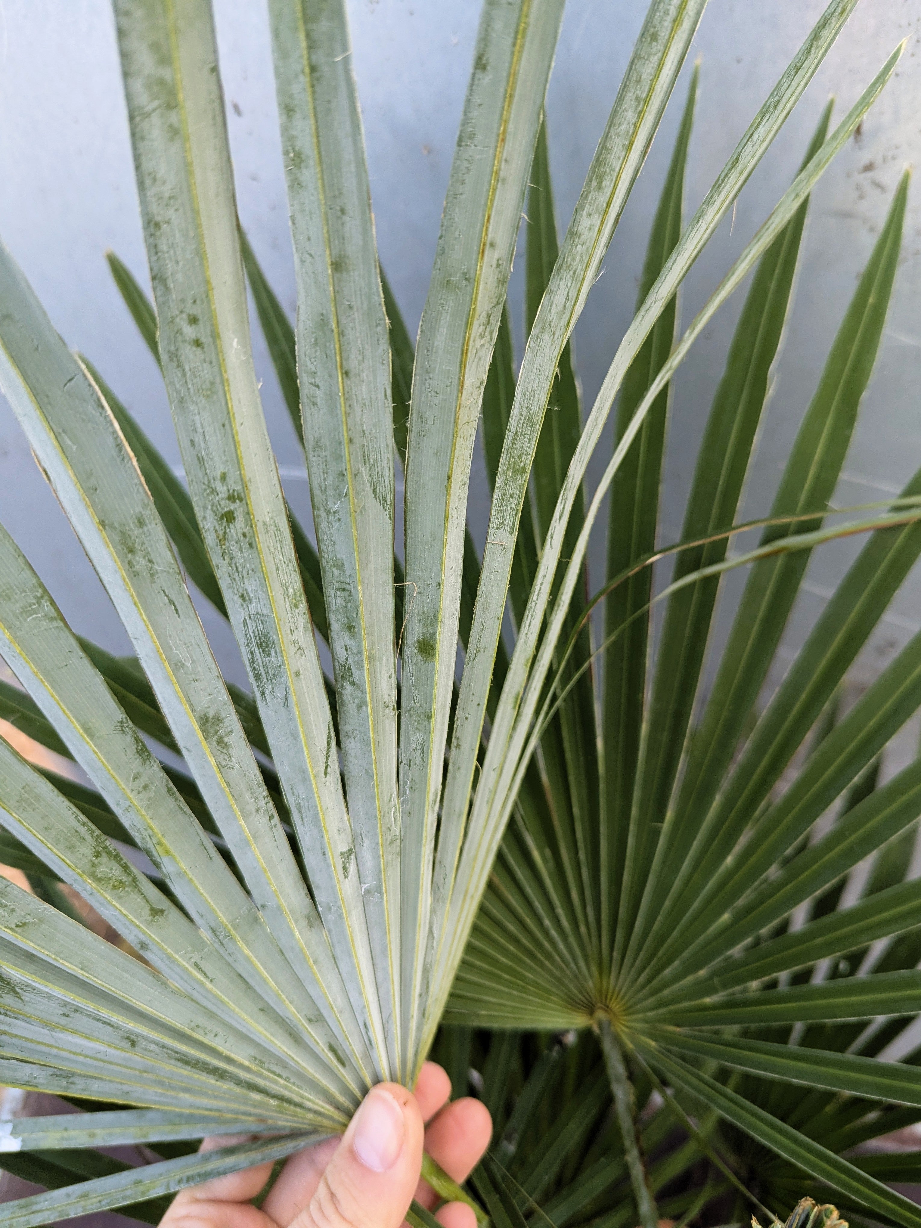 Trachycarpus Princeps × Wagnerianus - Hybride Hanfpalme