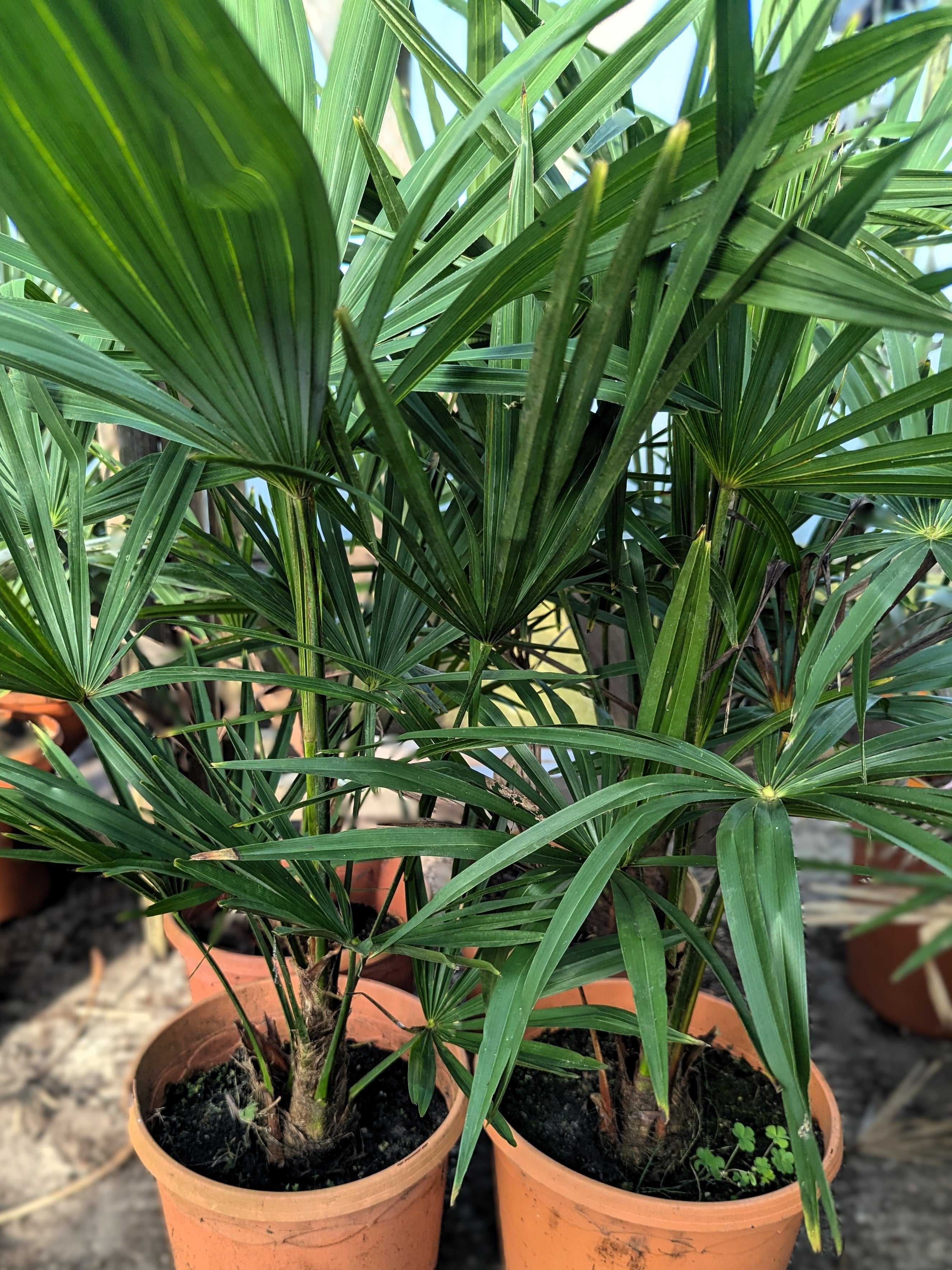 Trachycarpus Kumaon &