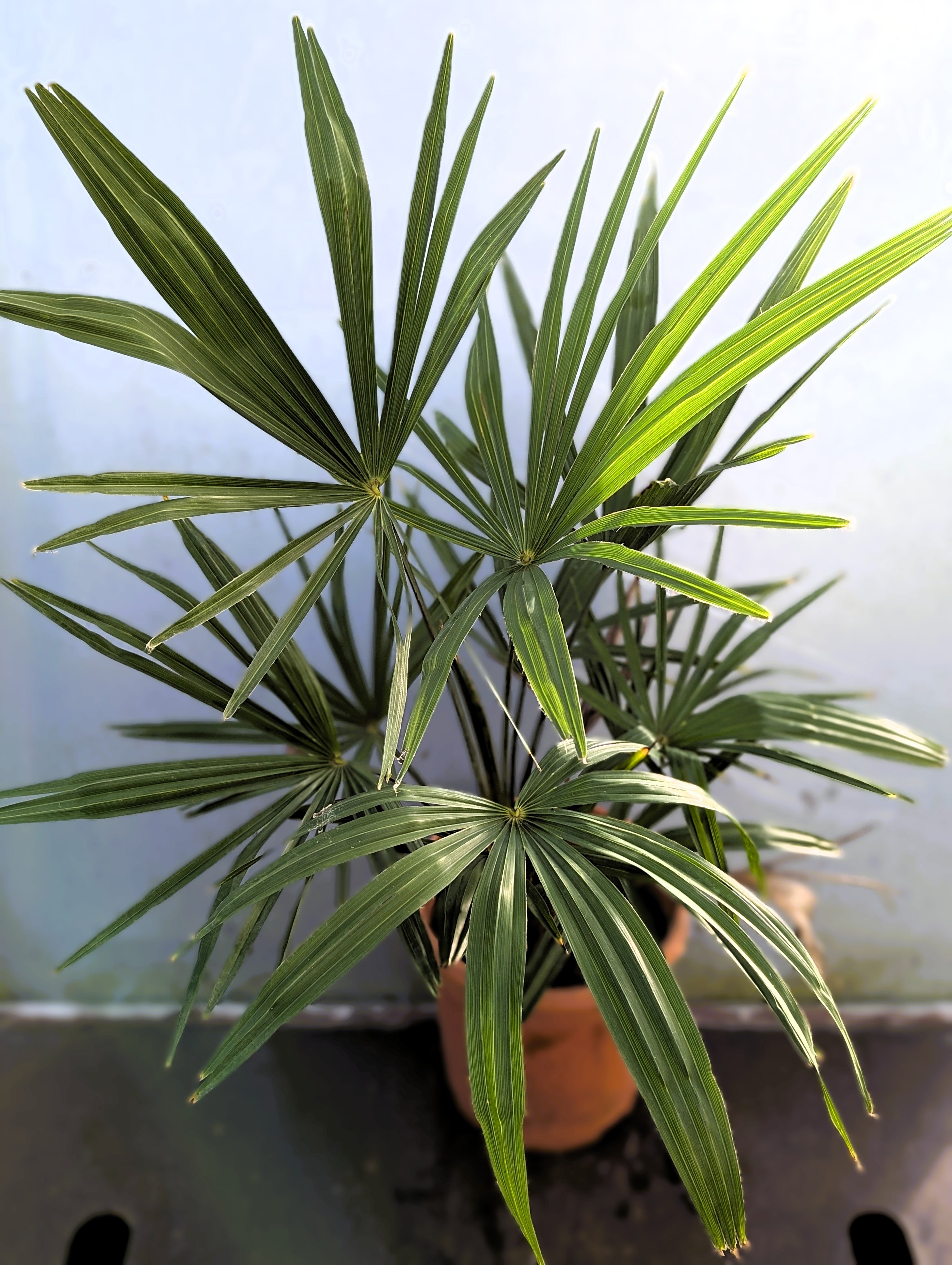 Trachycarpus Kumaon &