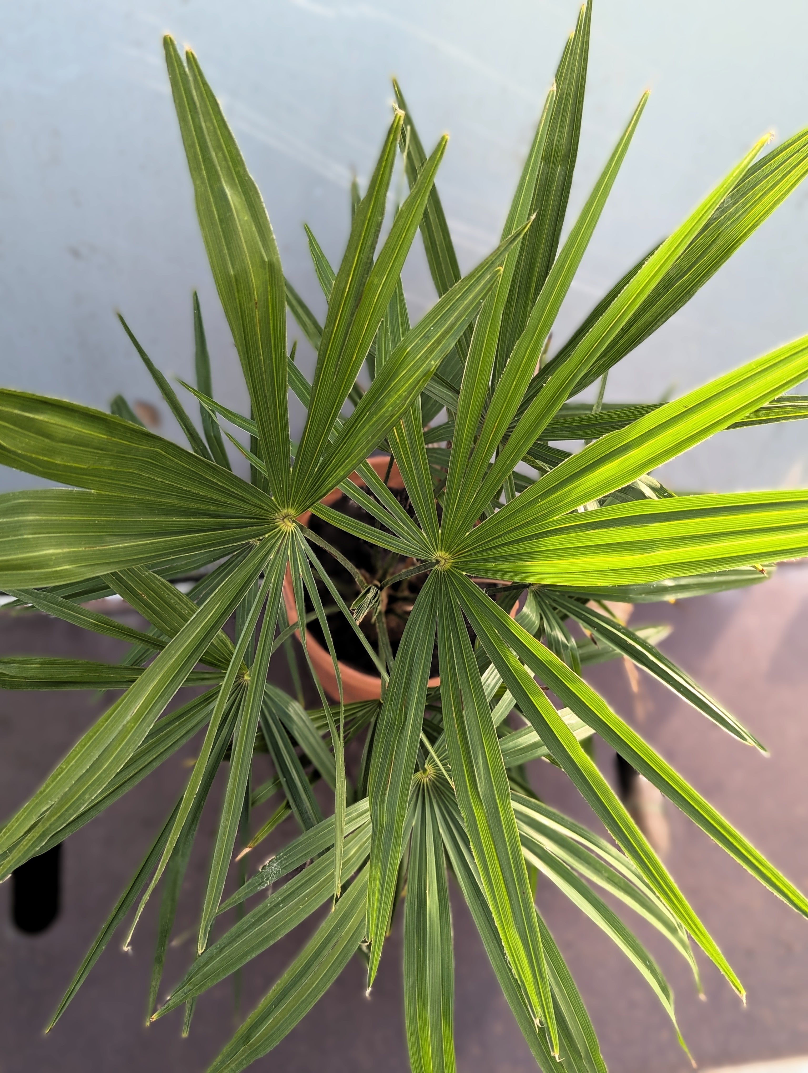 Trachycarpus Kumaon &