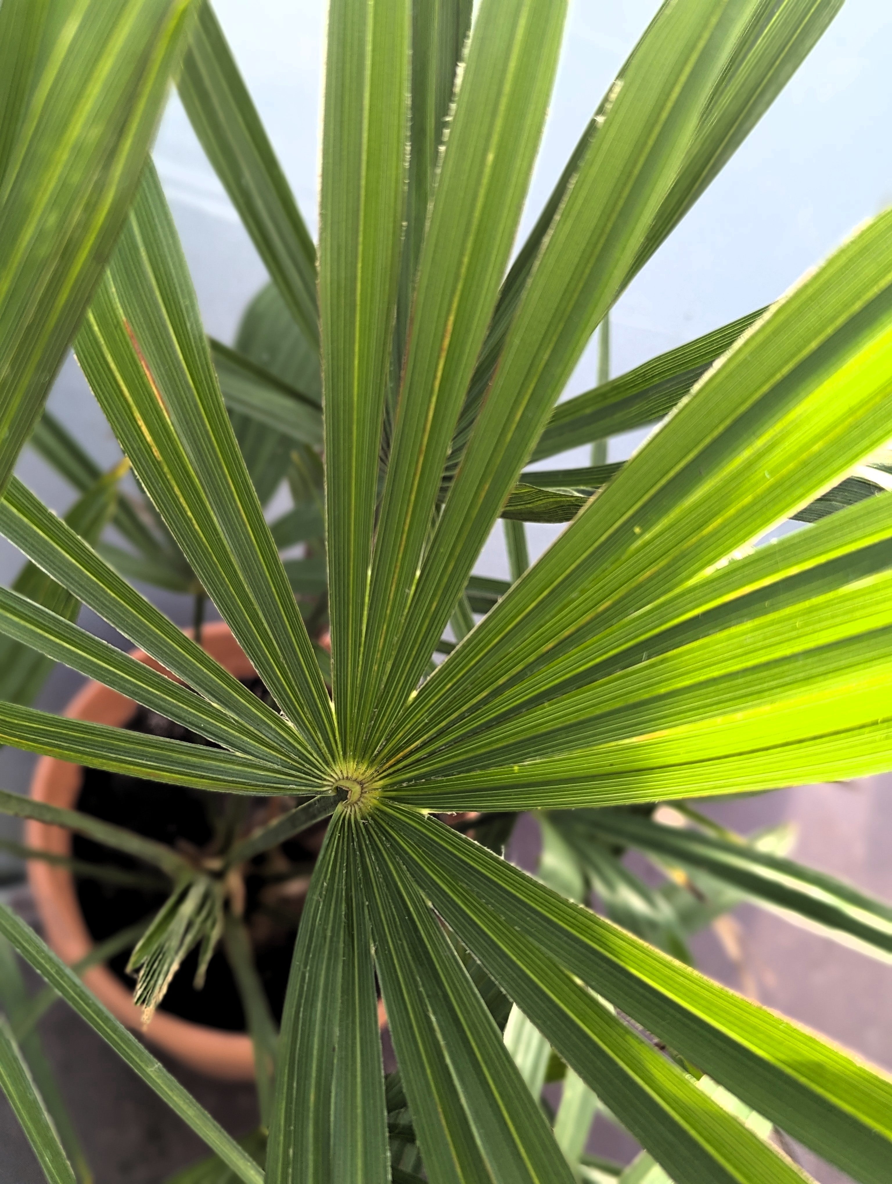 Trachycarpus Kumaon &