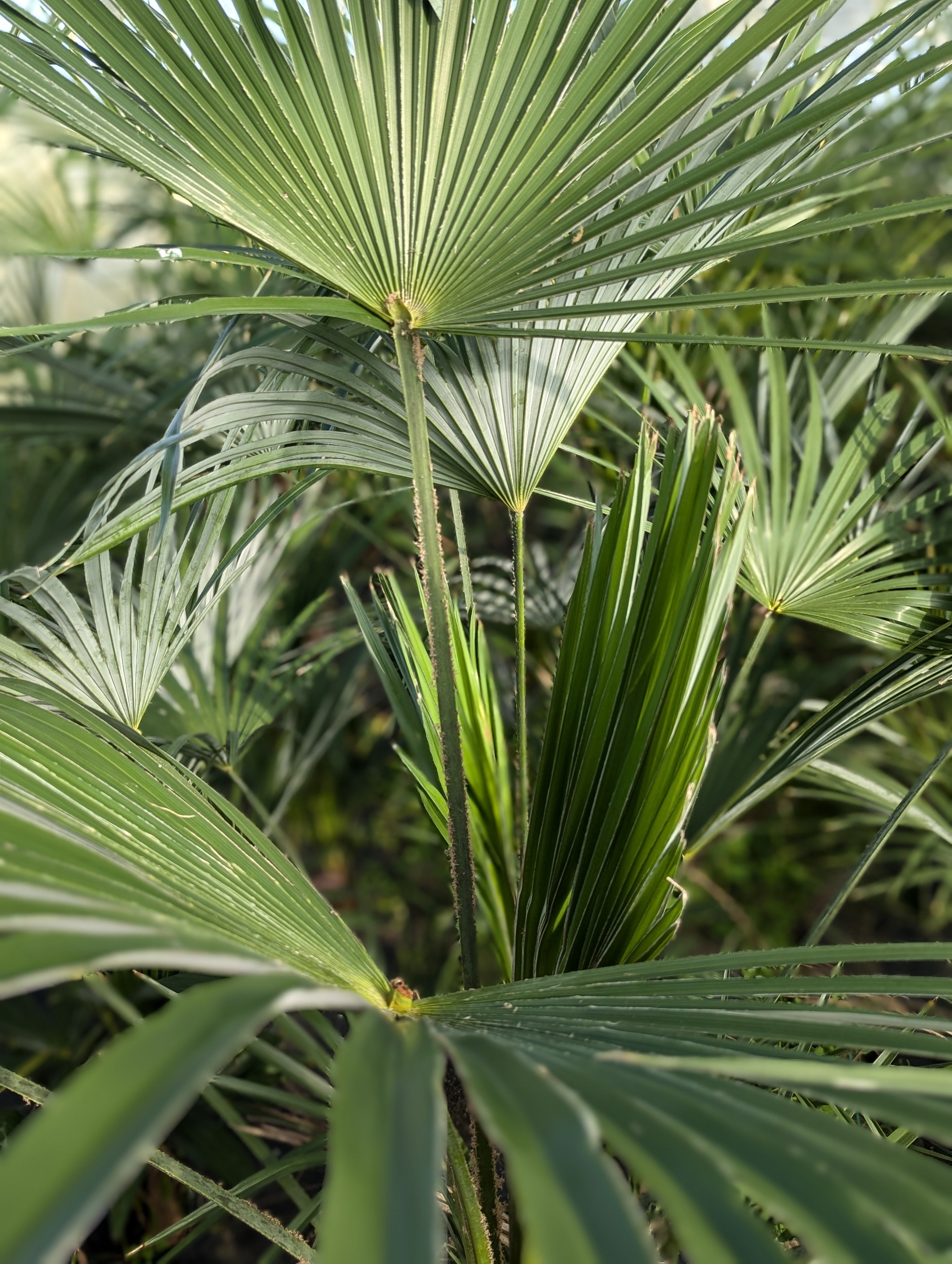 Trachycarpus Fortunei × Princeps - Hybride Hanfpalme