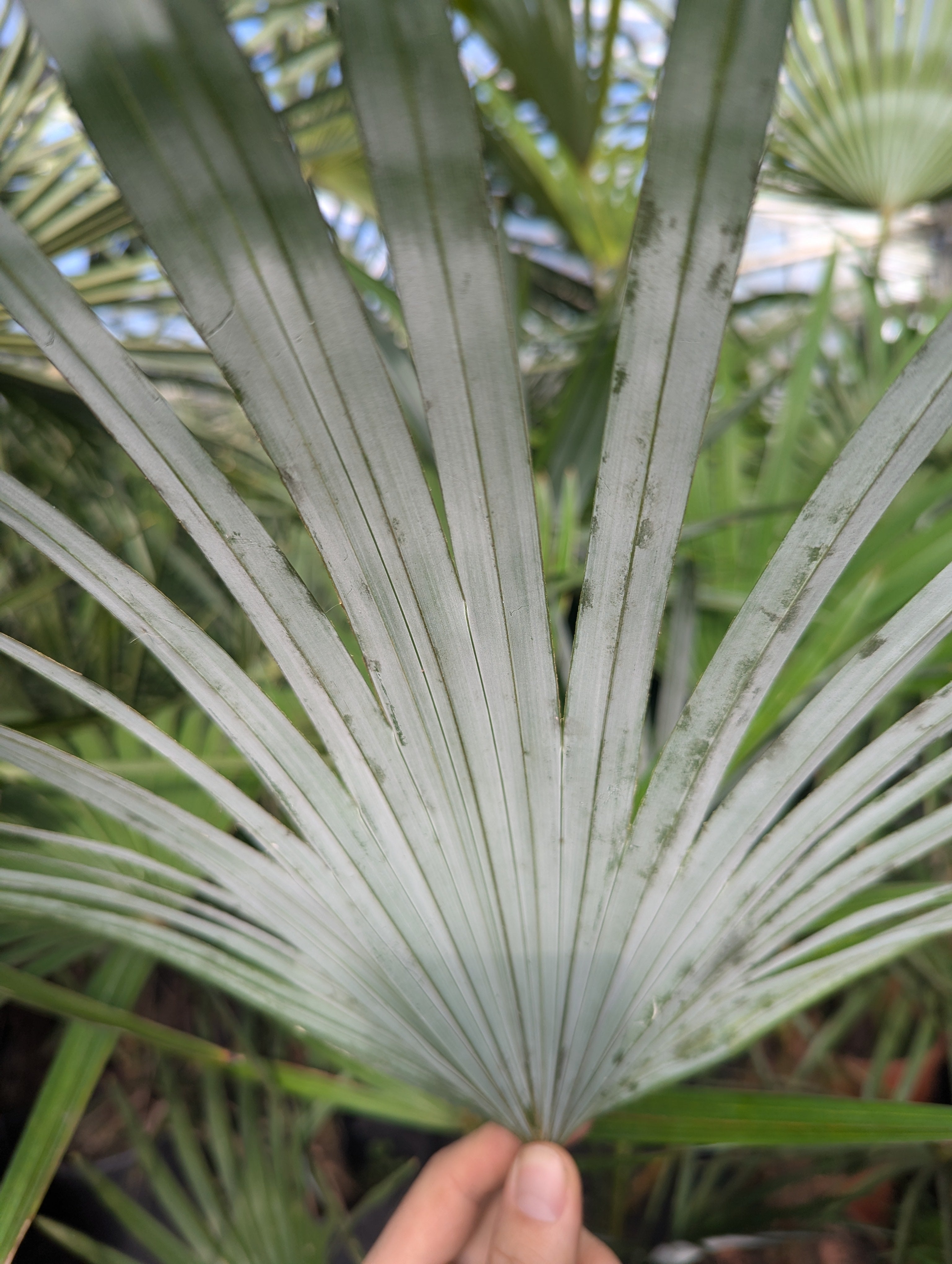 Trachycarpus Fortunei × Princeps - Hybride Hanfpalme