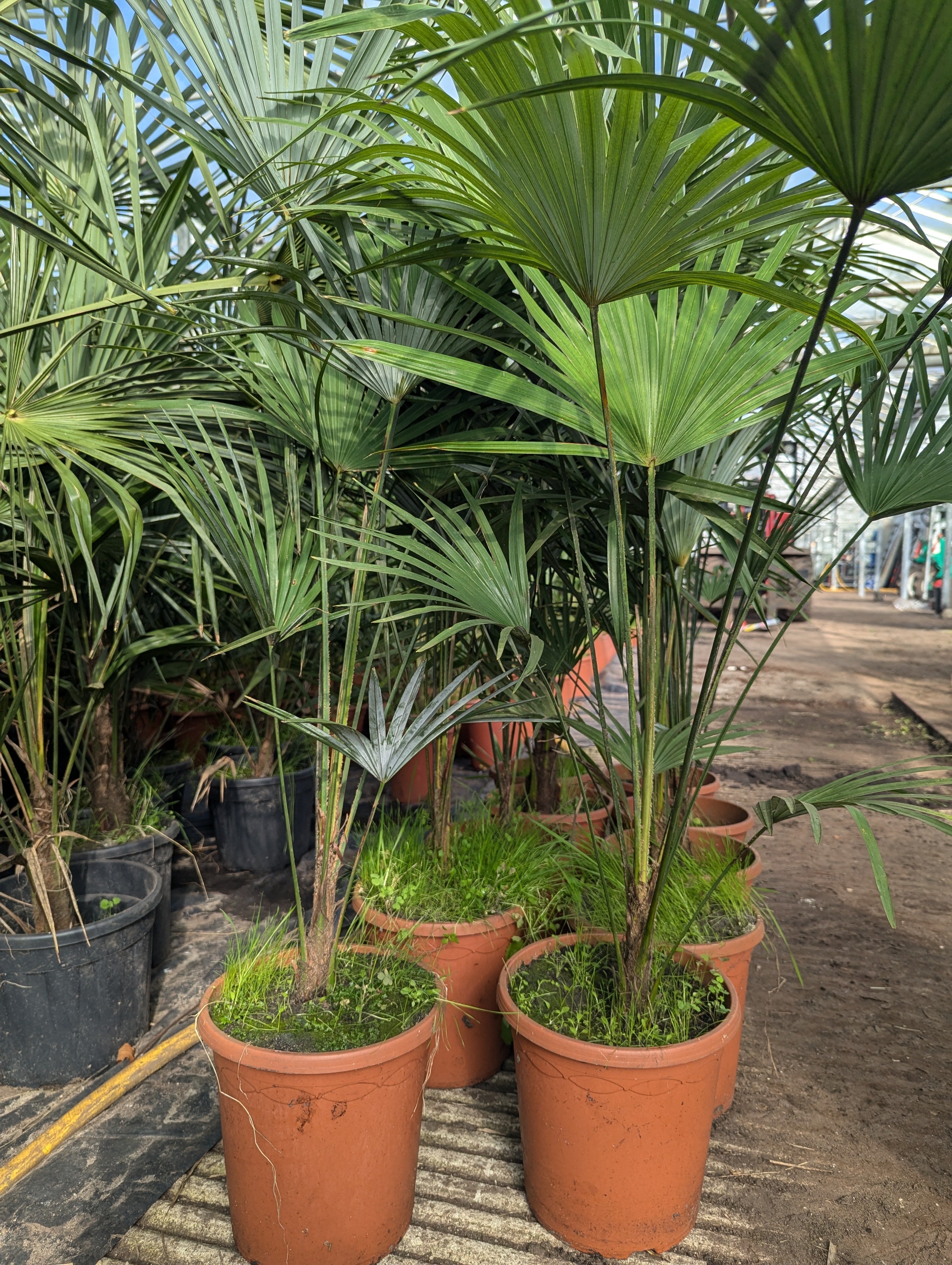 Trachycarpus Fortunei × Princeps - Hybride Hanfpalme