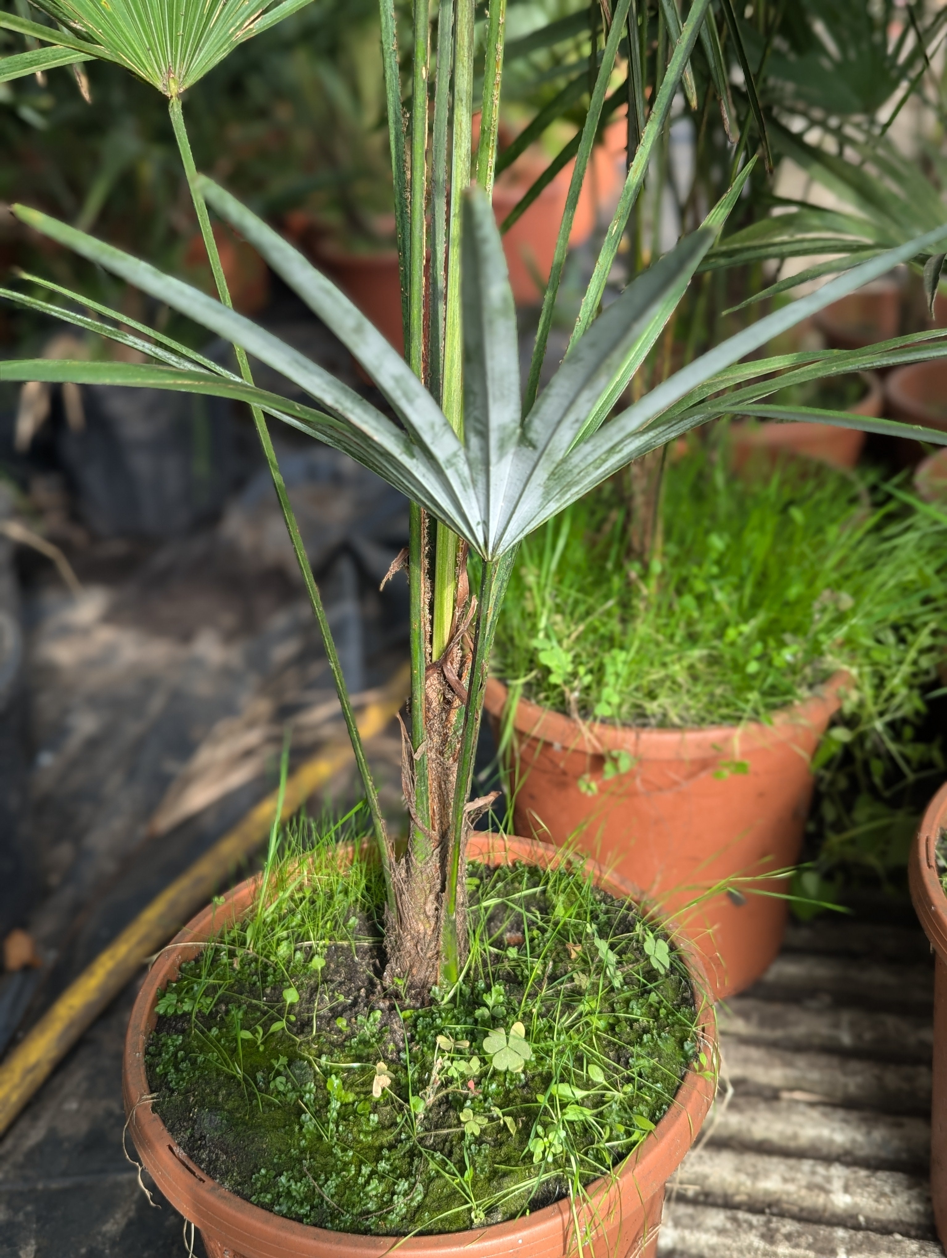 Trachycarpus Fortunei × Princeps - Hybride Hanfpalme