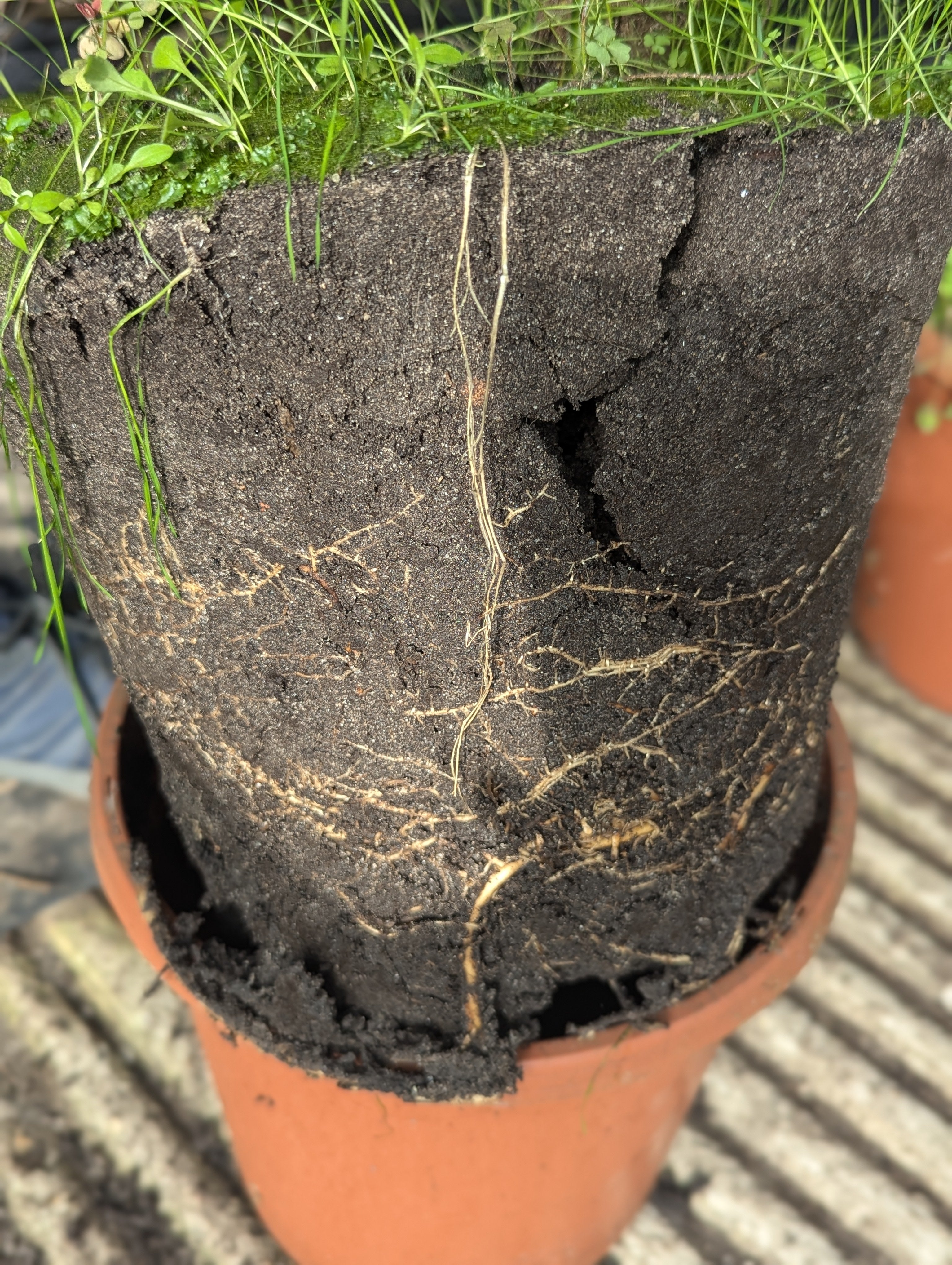 Trachycarpus Fortunei × Princeps - Hybride Hanfpalme