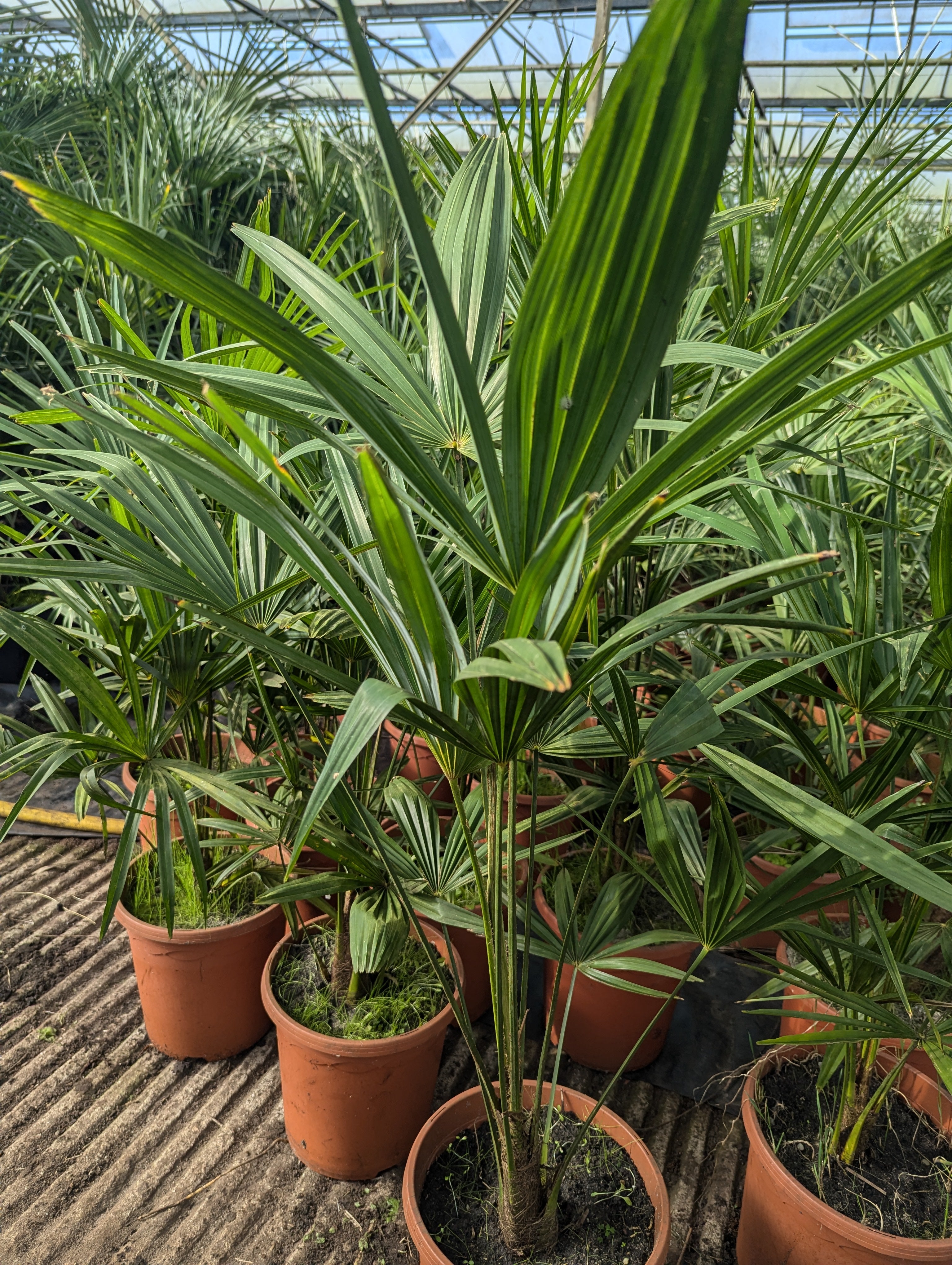 Trachycarpus nova × Princeps new form - Hybride Hanfpalme