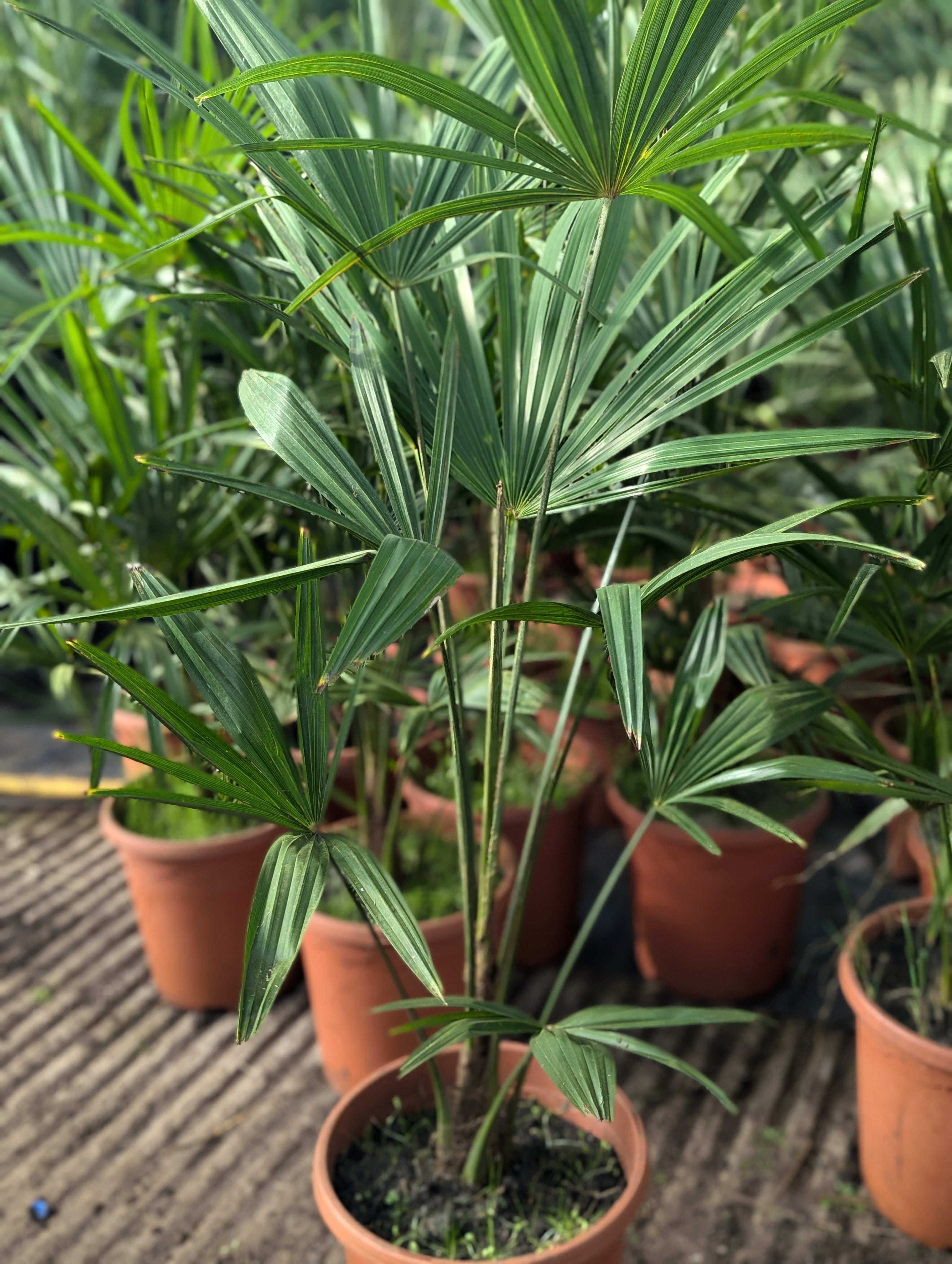 Trachycarpus nova × Princeps new form - Hybride Hanfpalme