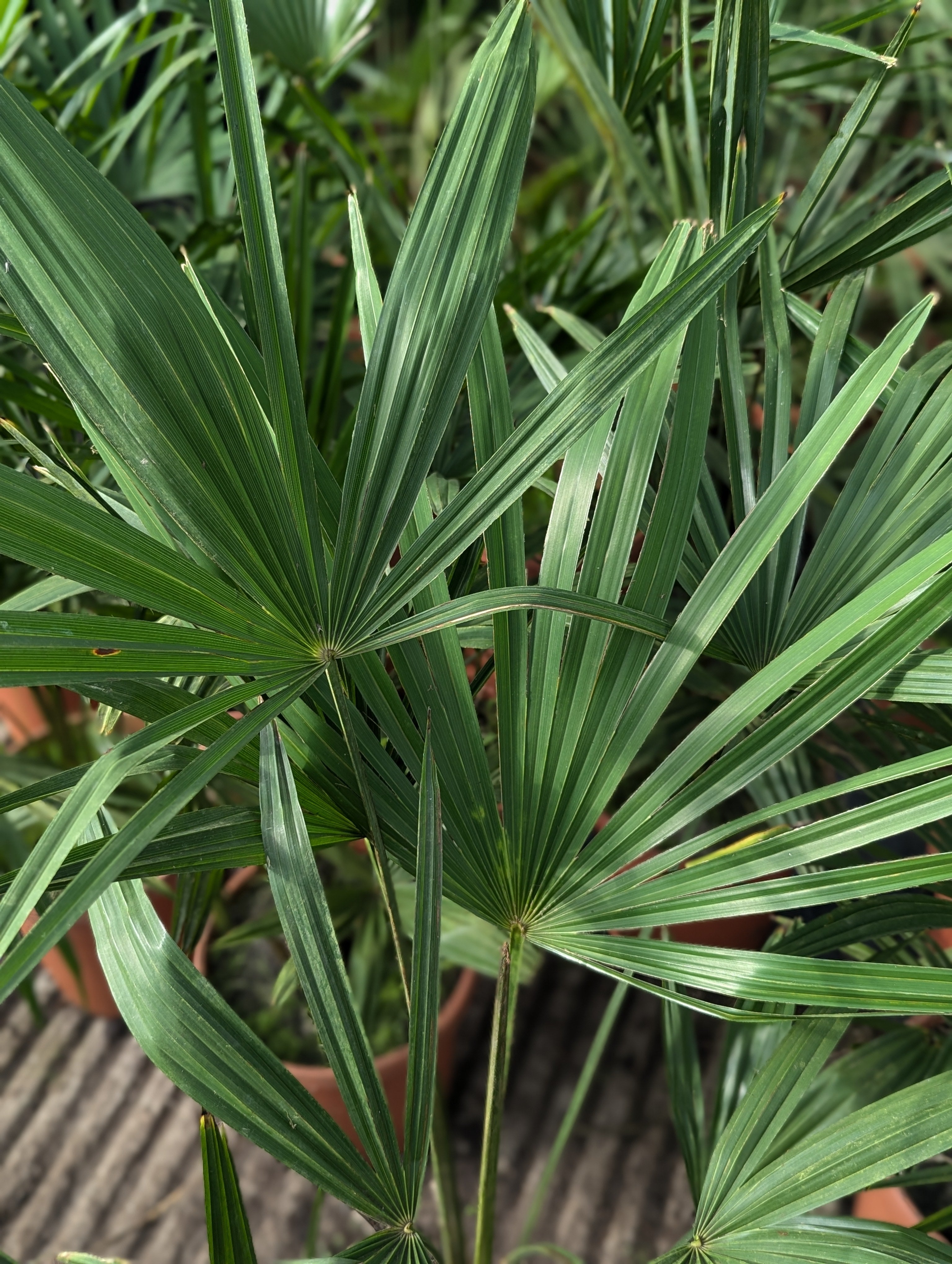 Trachycarpus nova × Princeps new form - Hybride Hanfpalme
