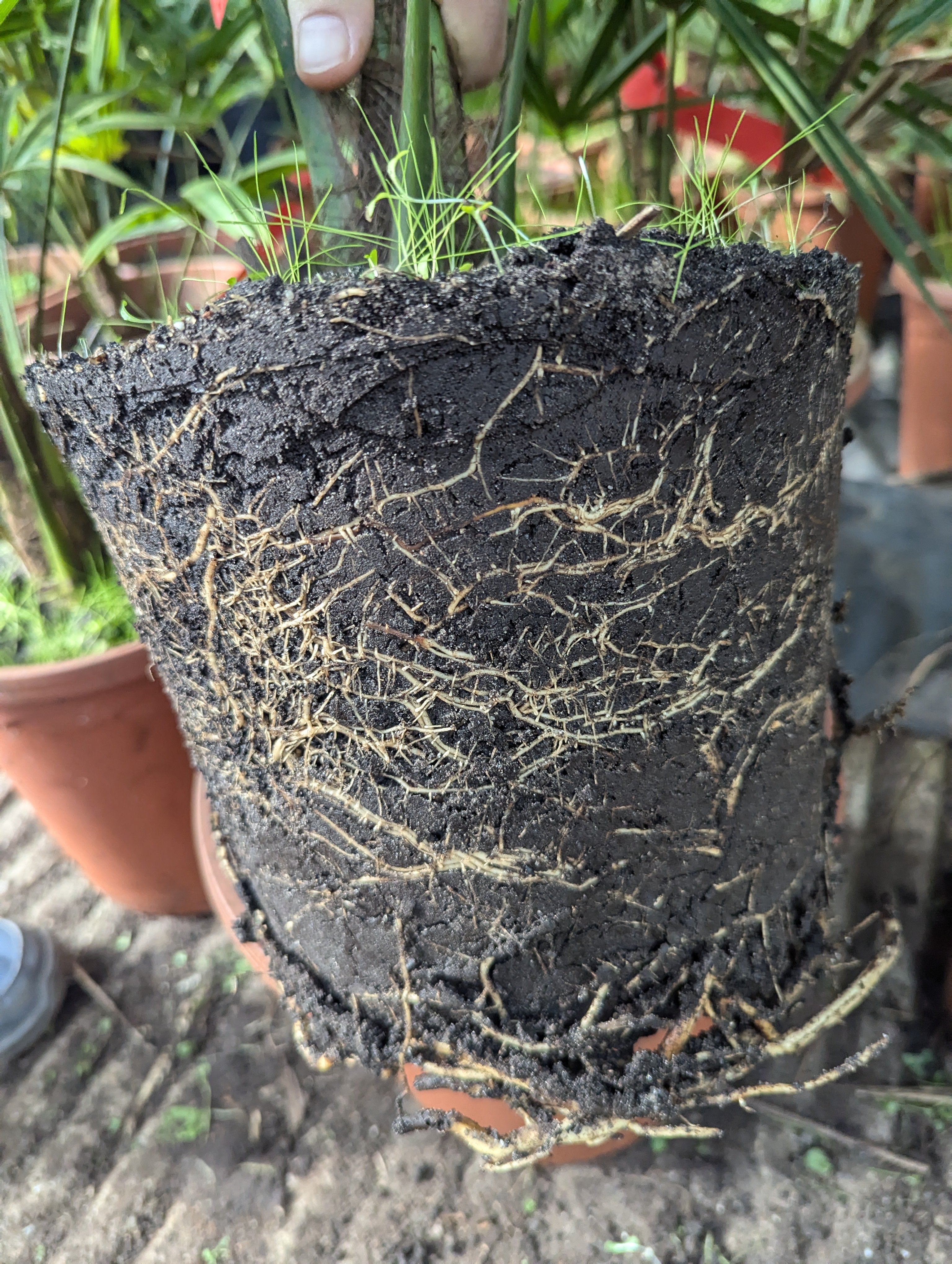 Trachycarpus wagnerianus - Wagner Hanfpalme aus Freilandzucht