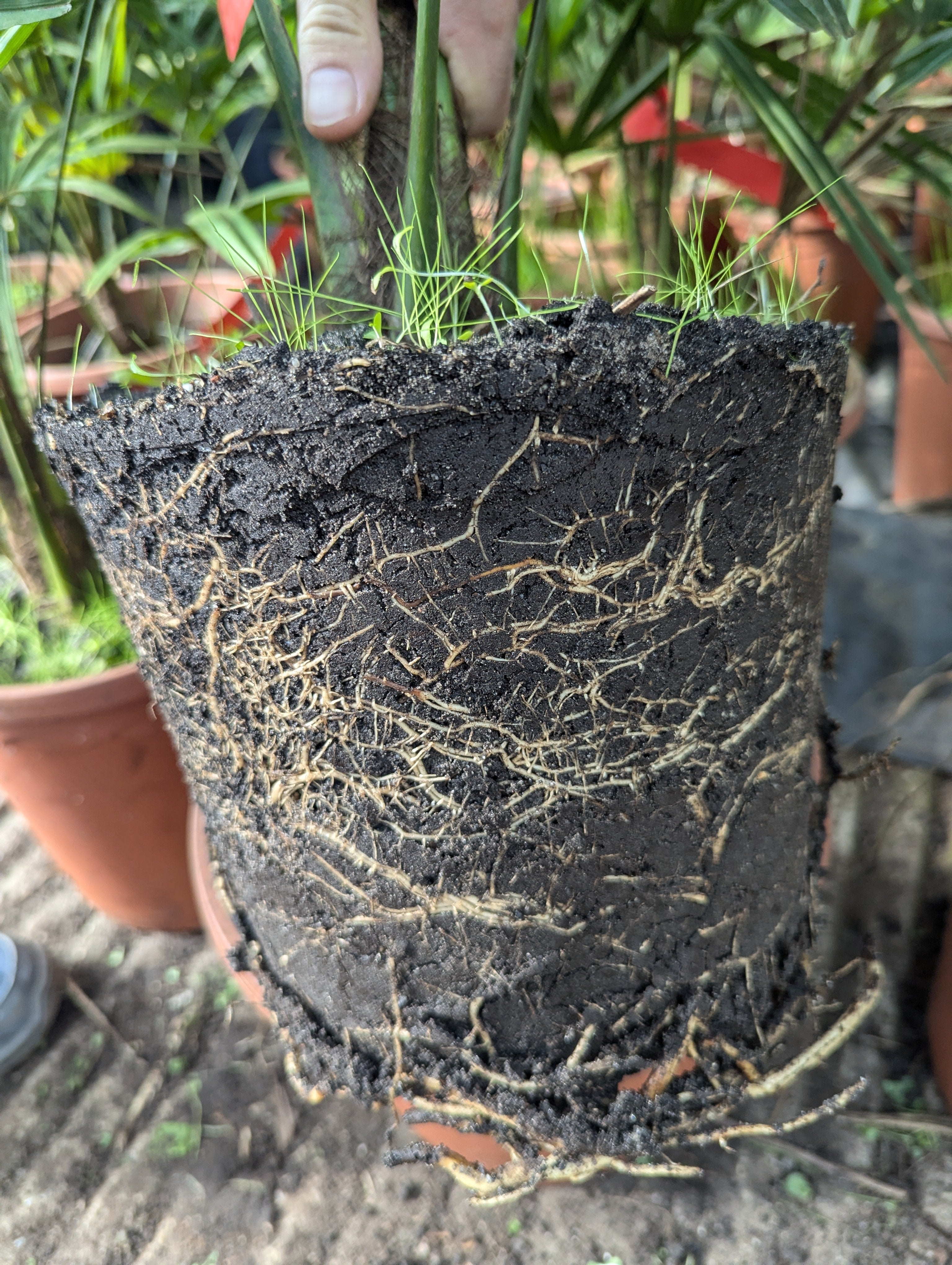 Trachycarpus nova × Princeps new form - Hybride Hanfpalme