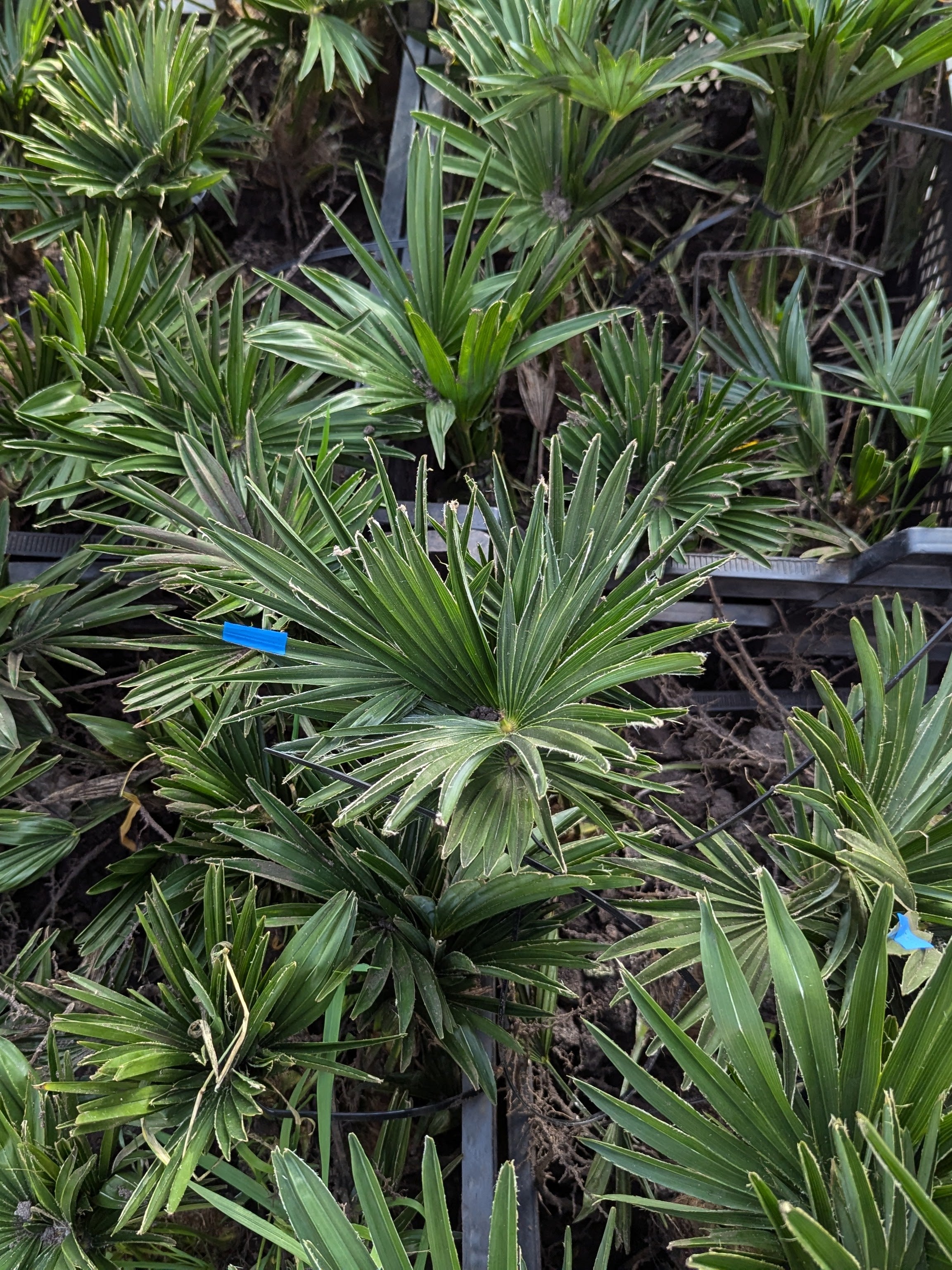 Trachycarpus wagnerianus - Wagner Hanfpalme aus Freilandzucht