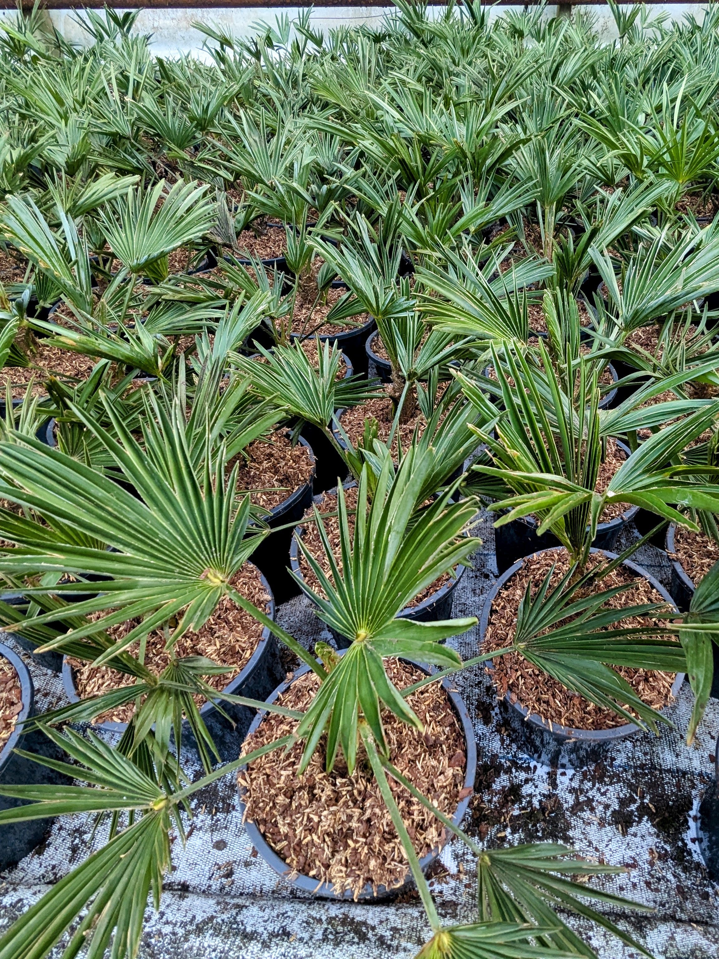 Trachycarpus wagnerianus - Wagner Hanfpalme aus Freilandzucht