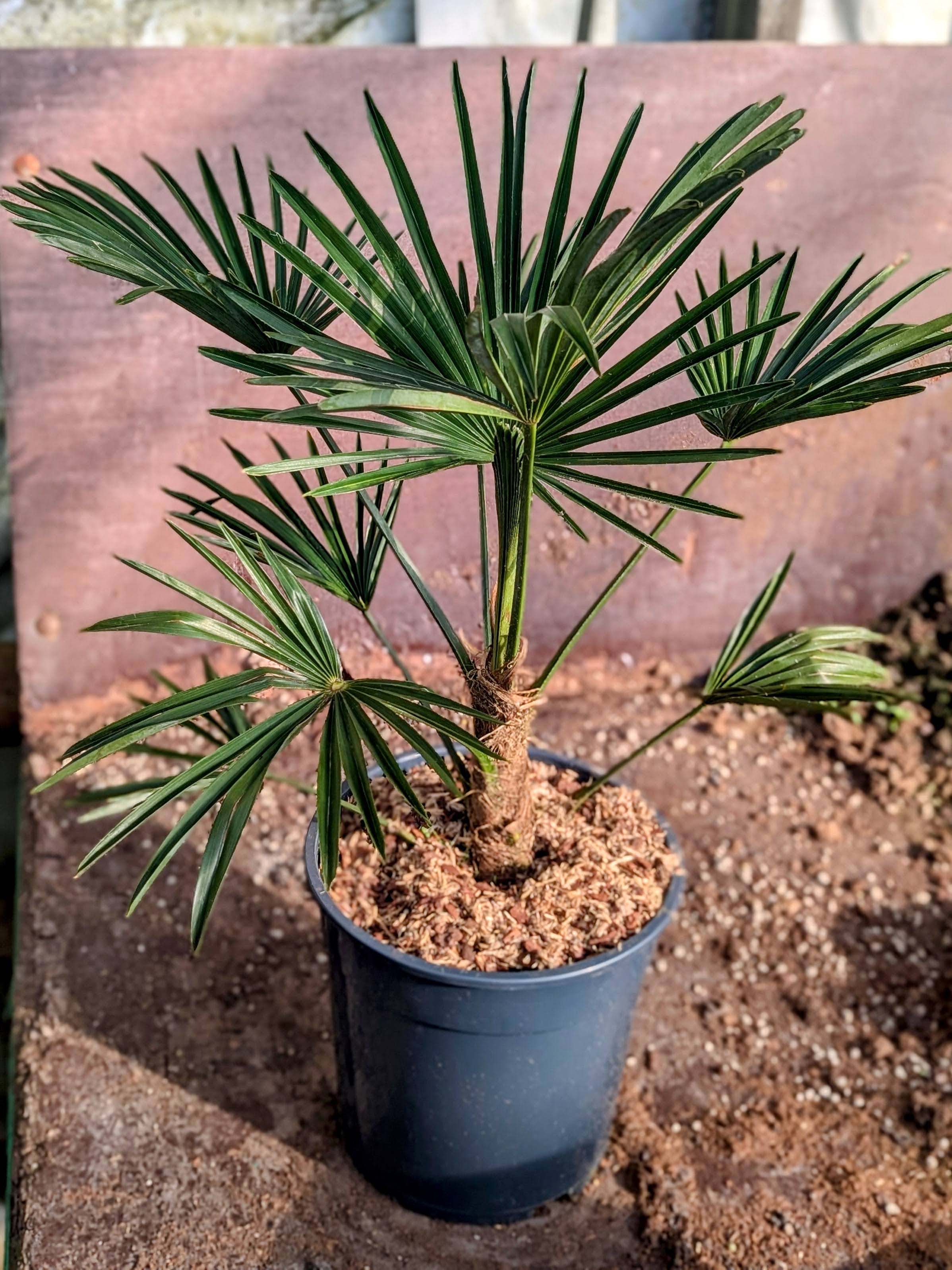 Trachycarpus wagnerianus - Wagner Hanfpalme aus Freilandzucht