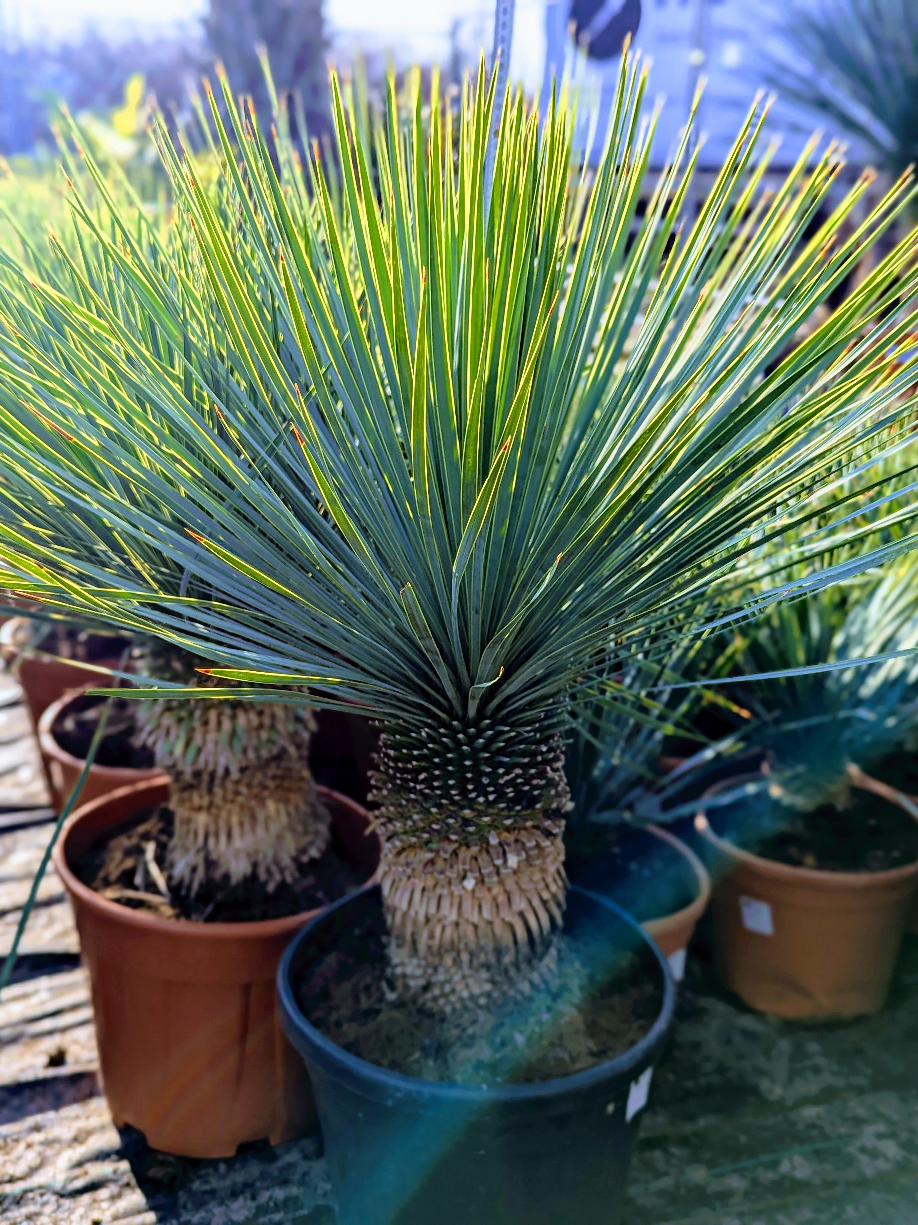 Yucca rostrata - Blaublättrige Palmlilie aus Freilandzucht