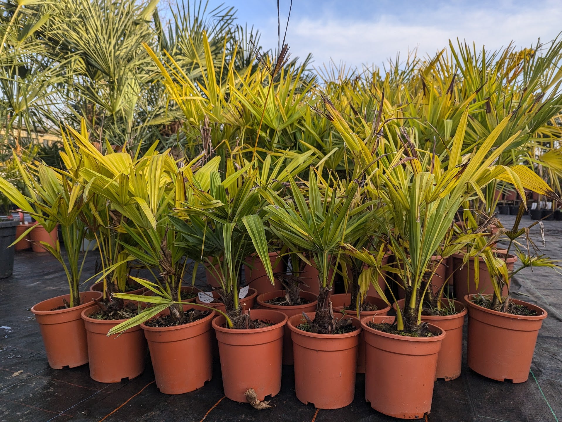 Trachycarpus fortunei - Chinesische Hanfpalme aus Freilandzucht