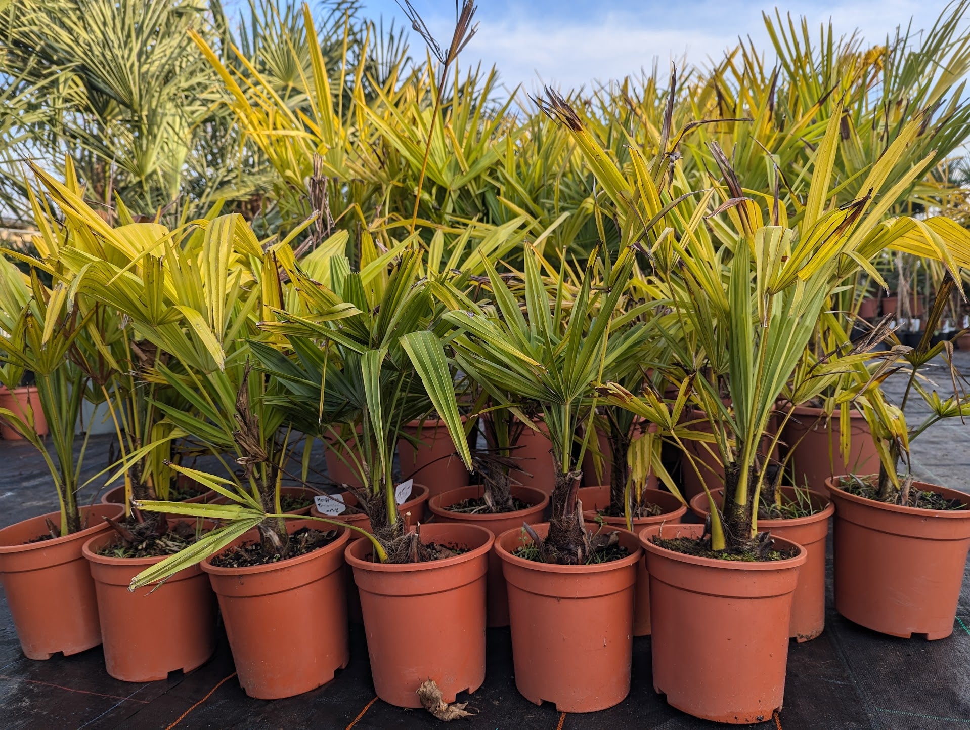 Trachycarpus fortunei - Chinesische Hanfpalme aus Freilandzucht