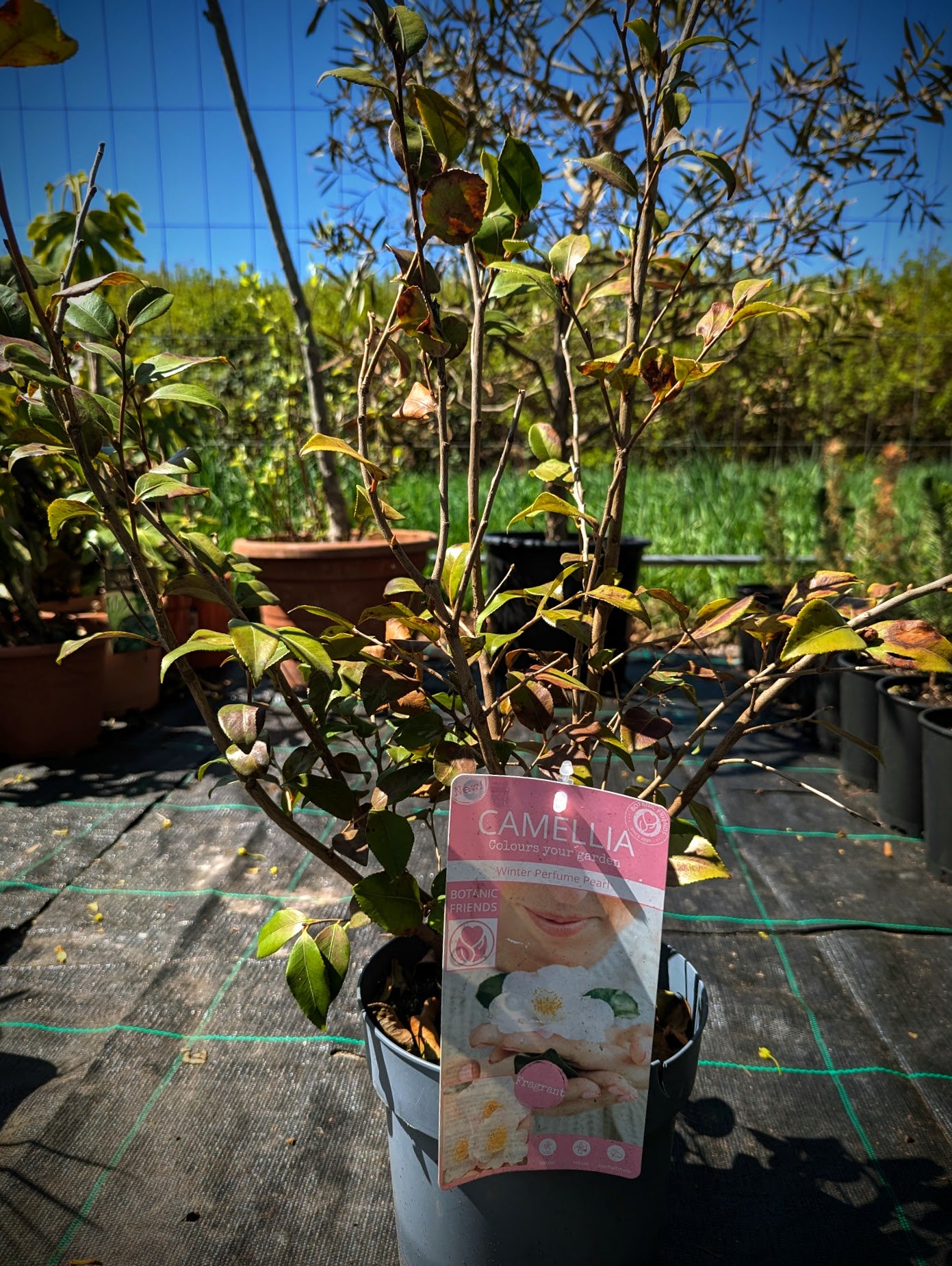 Camellia japonica - Japanische Kamelie