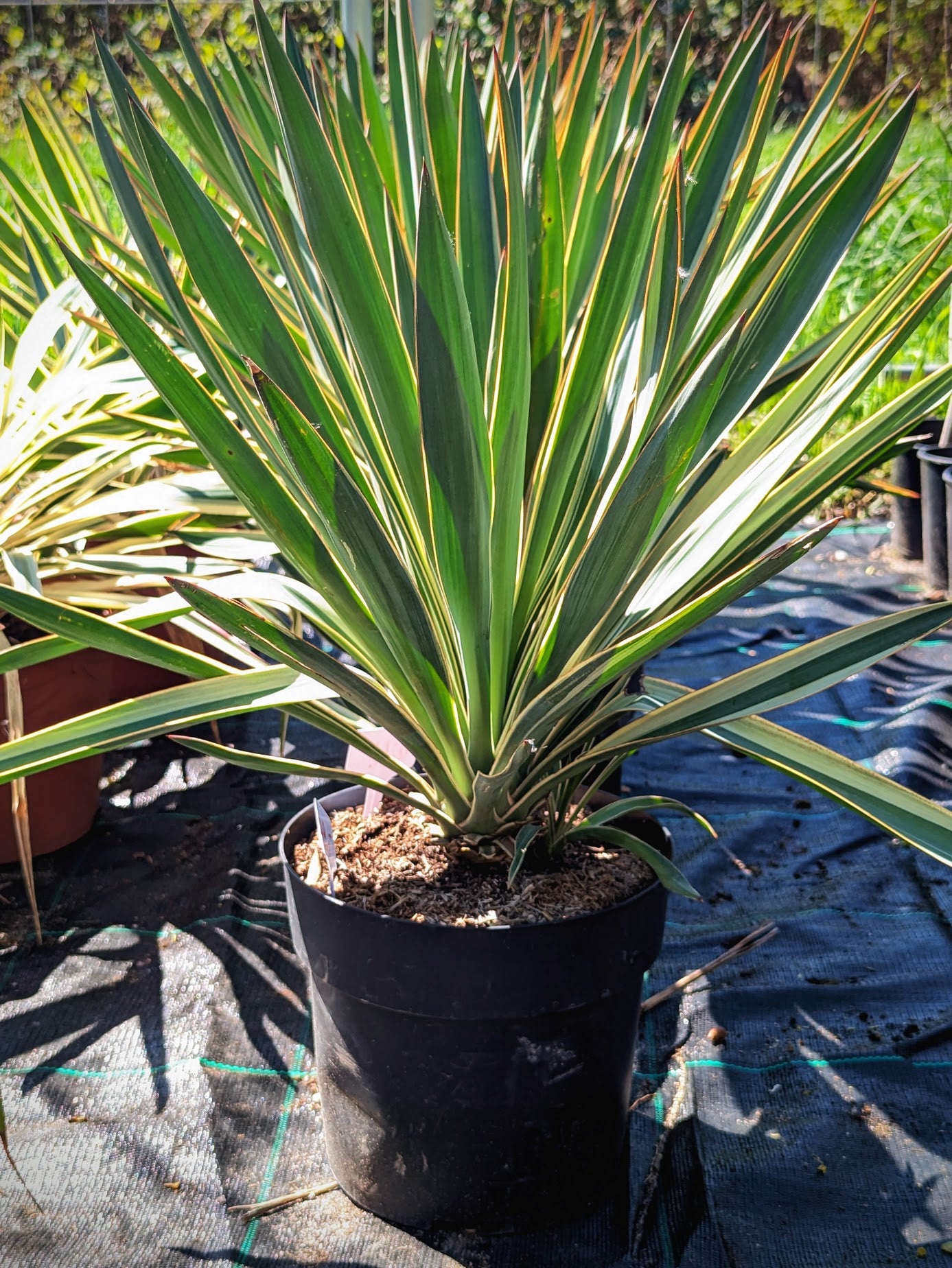 Yucca gloriosa &