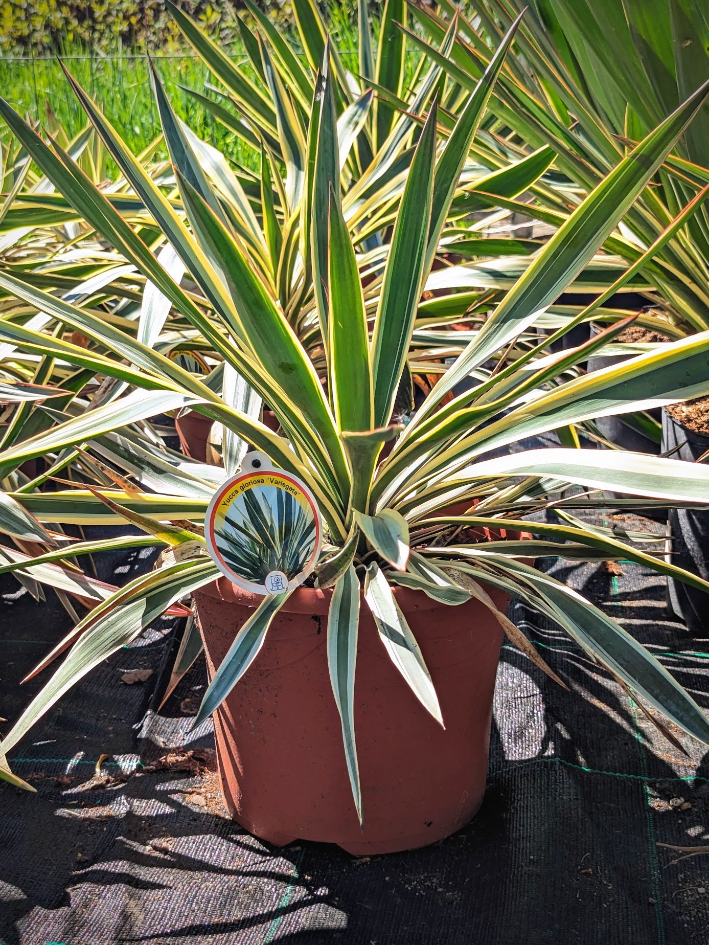 Yucca gloriosa &