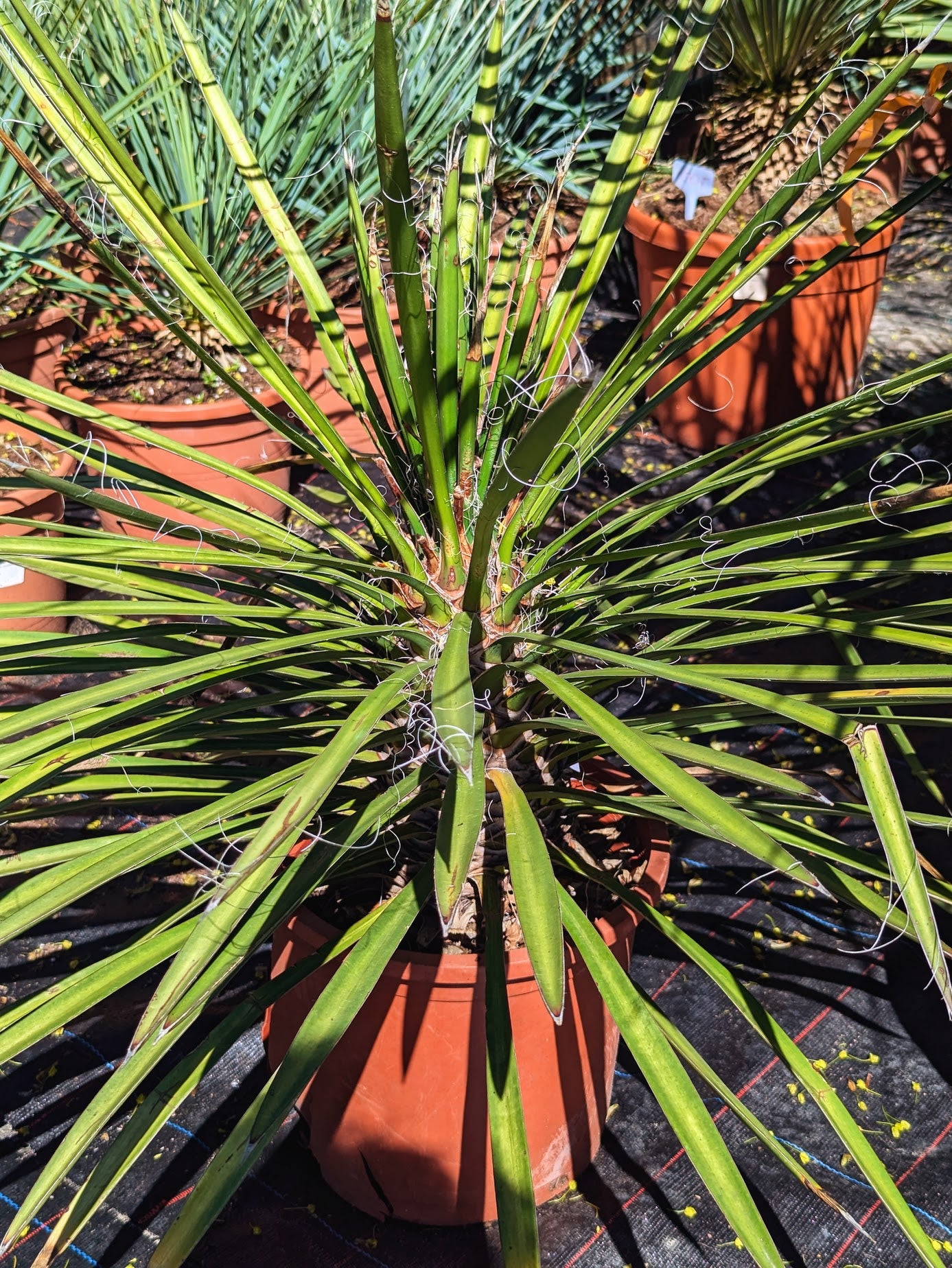 Yucca Filifera - Fadentragenden Palmlilie aus Freilandzucht