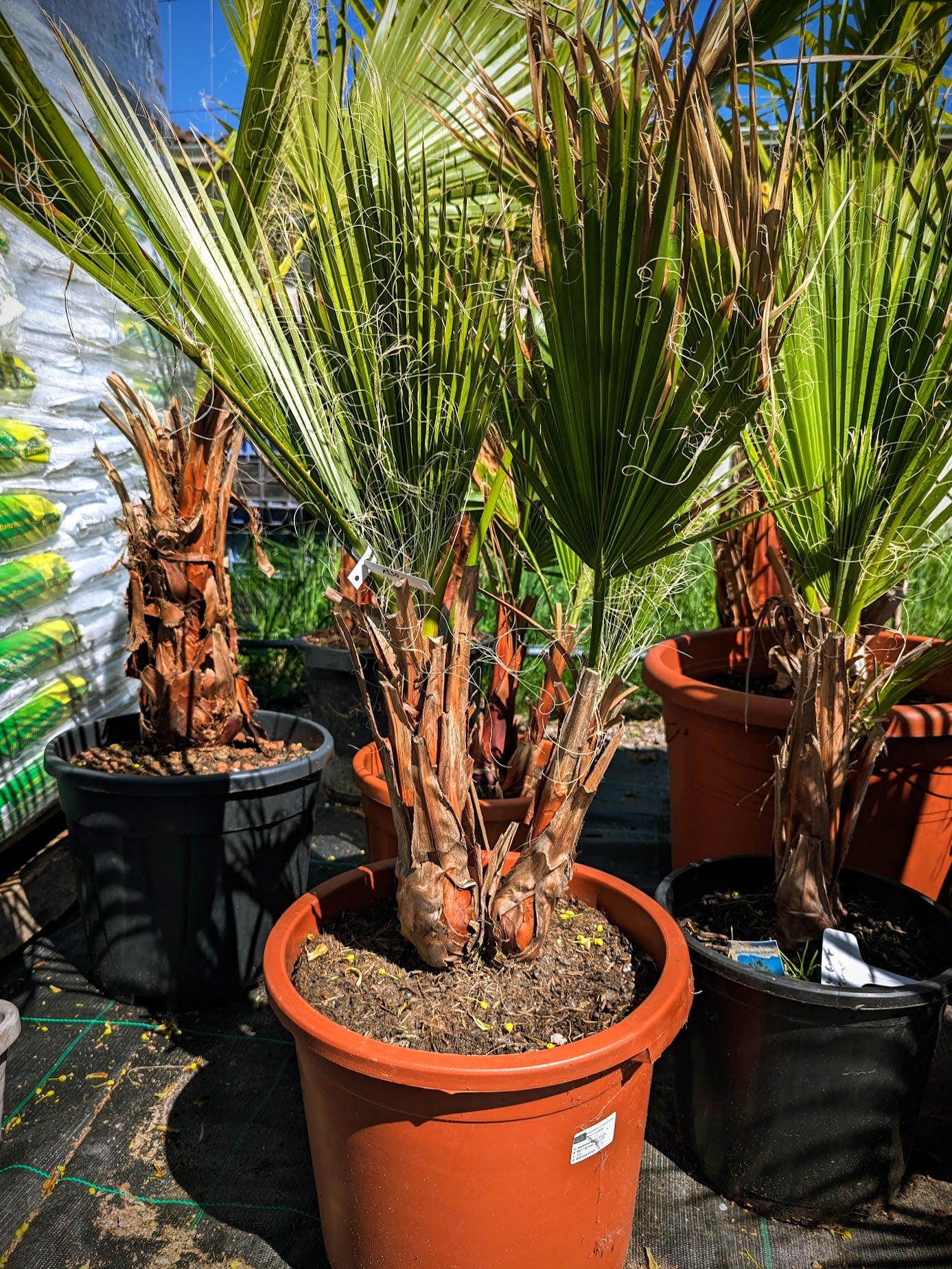 Washingtonia robusta - Mammutpalme, Mexikanische Washingtonpalme